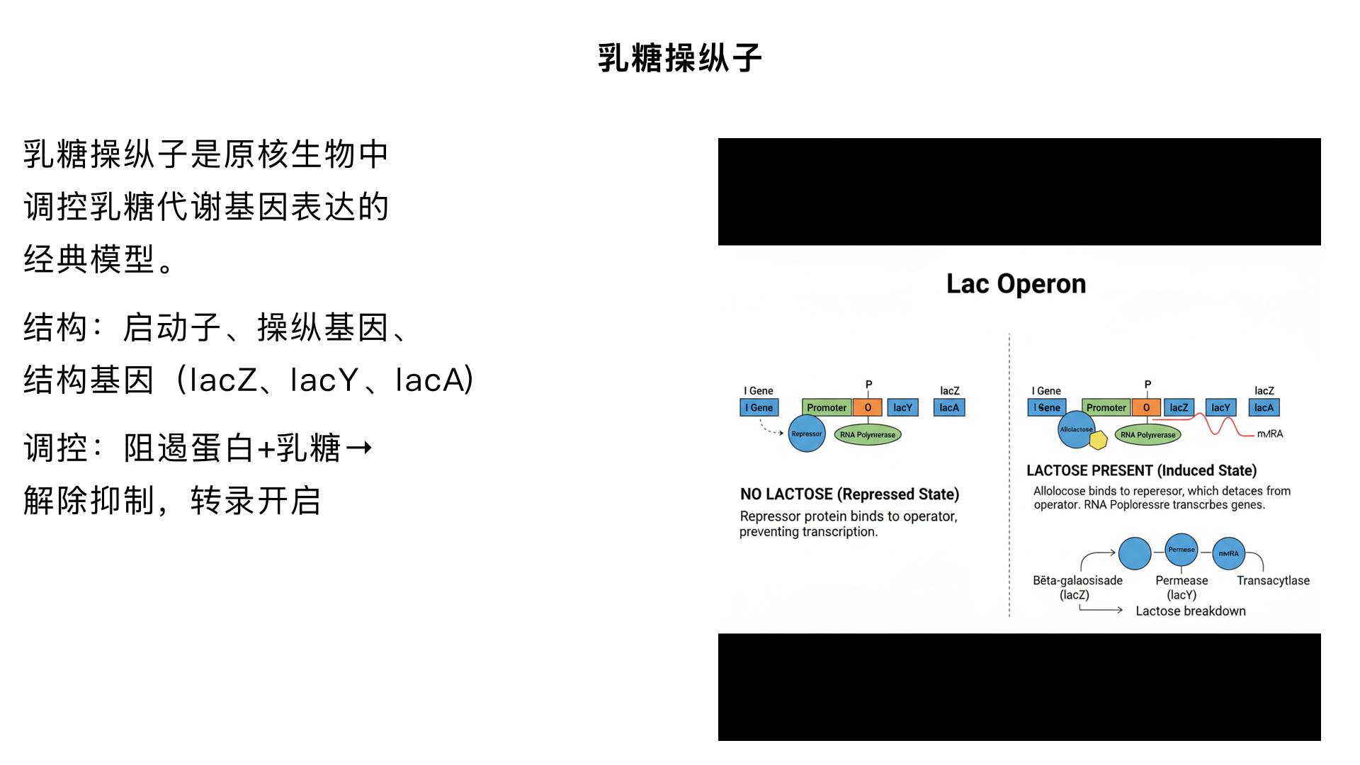 解释一下乳糖操纵子