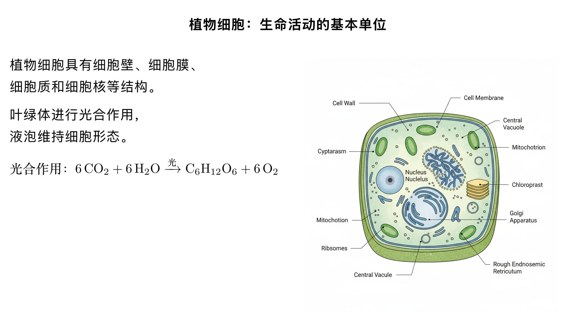 七年级生物/生物体的结构层次/细胞是生命活动的基本单位/植物细胞

