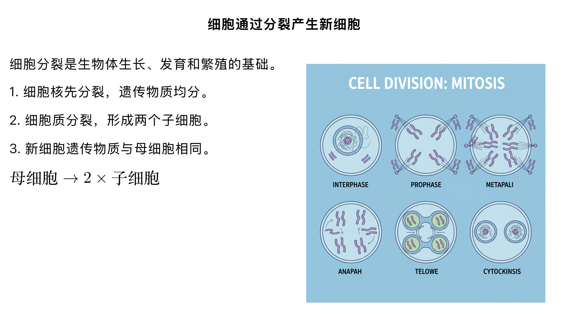 七年级生物/生物体的结构层次/细胞怎样构成生物体/细胞通过分裂产生新细胞