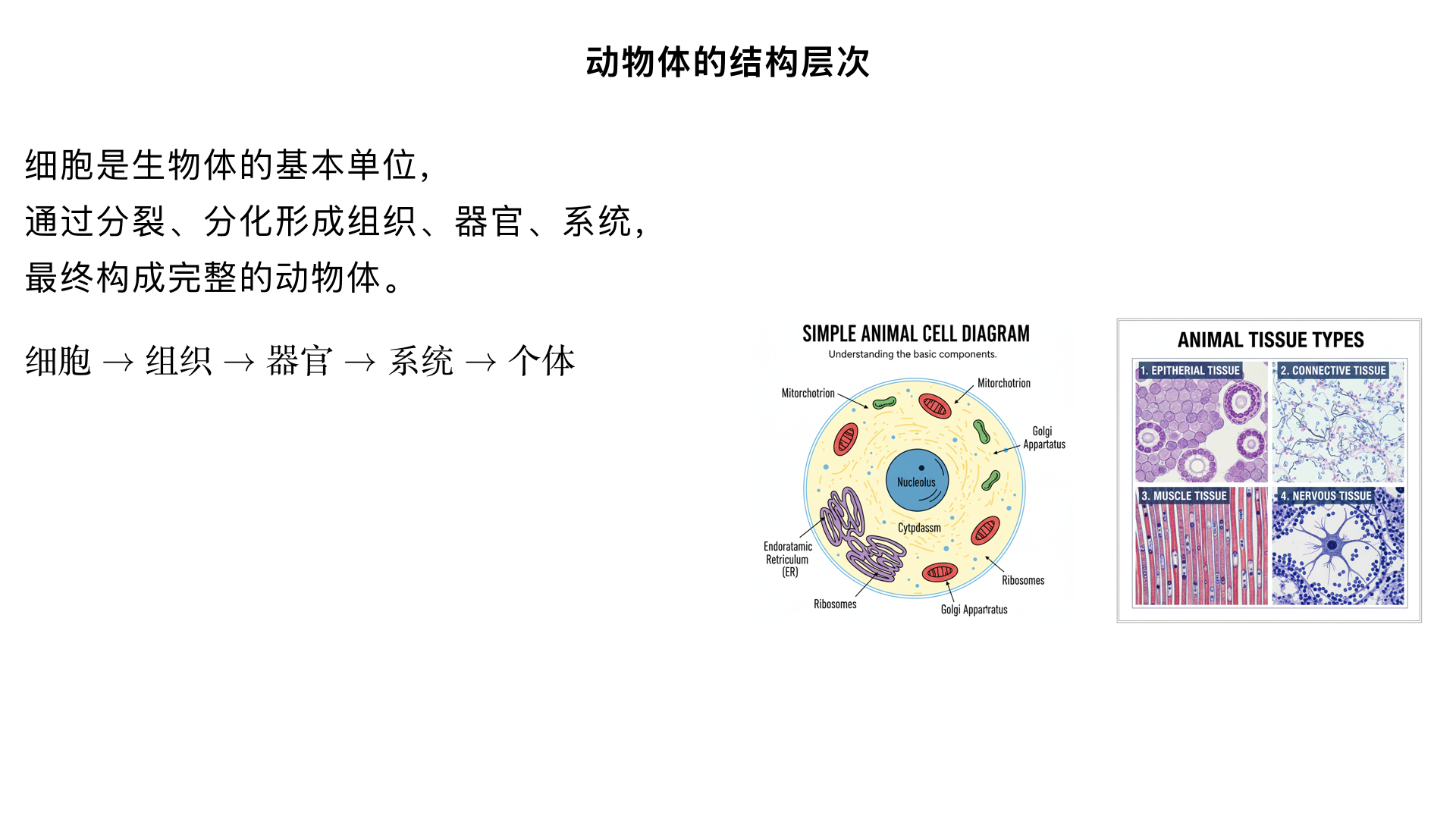 七年级生物/生物体的结构层次/细胞怎样构成生物体/动物体的结构层次