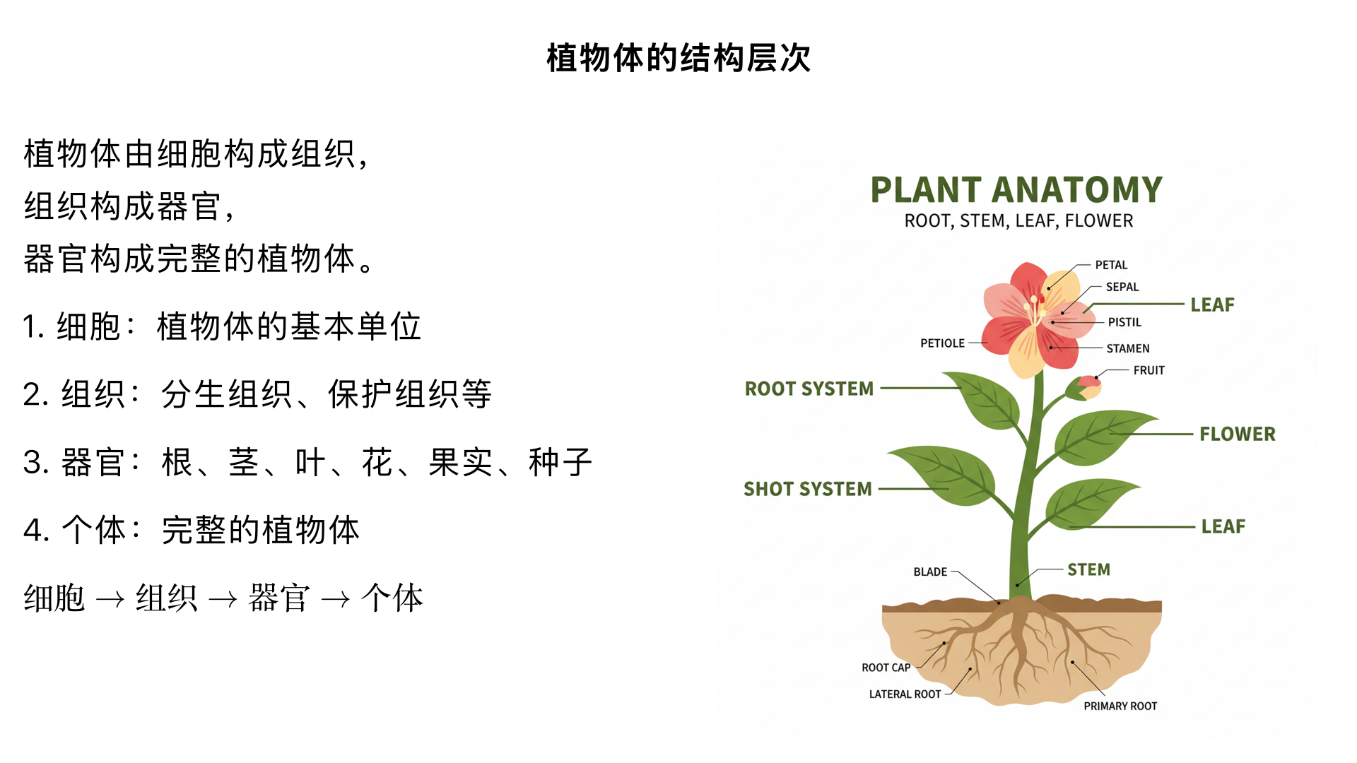 七年级生物/生物体的结构层次/细胞怎样构成生物体/植物体的结构层次