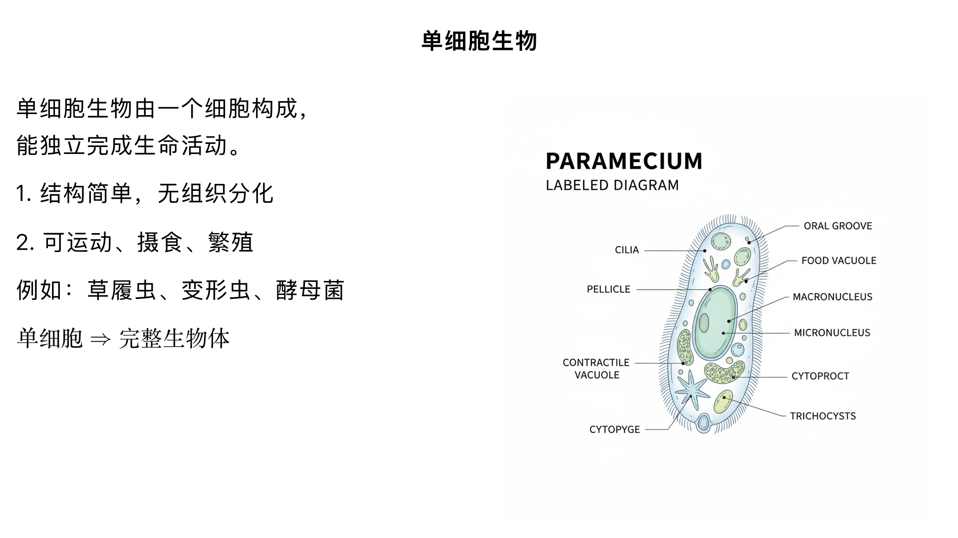 七年级生物/生物体的结构层次/细胞怎样构成生物体/单细胞生物