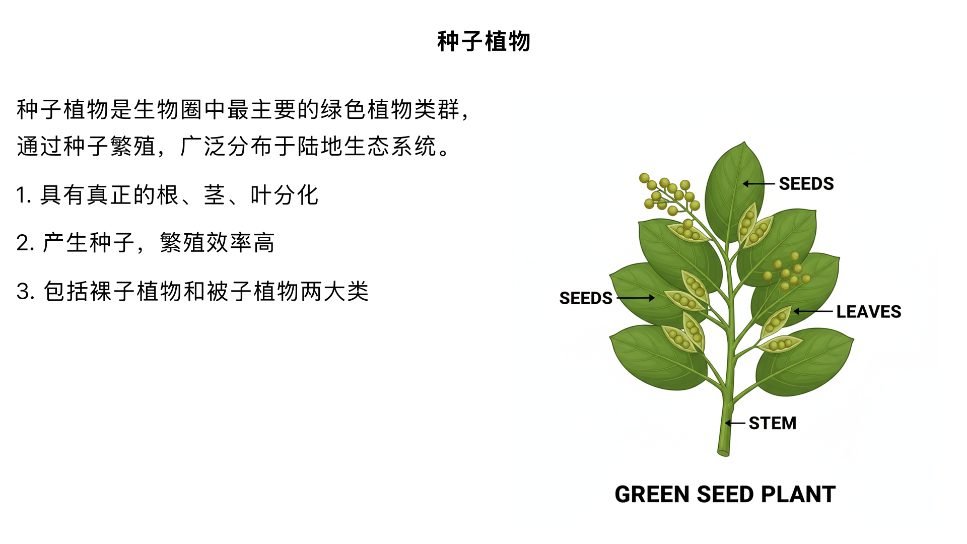 七年级生物/生物圈中的绿色植物/生物圈中有哪些绿色植物/种子植物