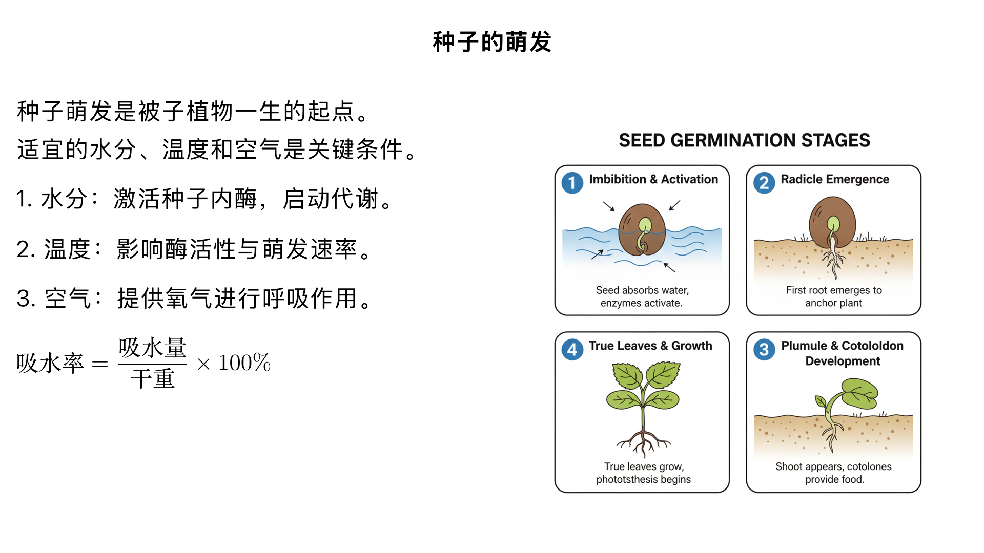 七年级生物/生物圈中的绿色植物/被子植物的一生/种子的萌发

