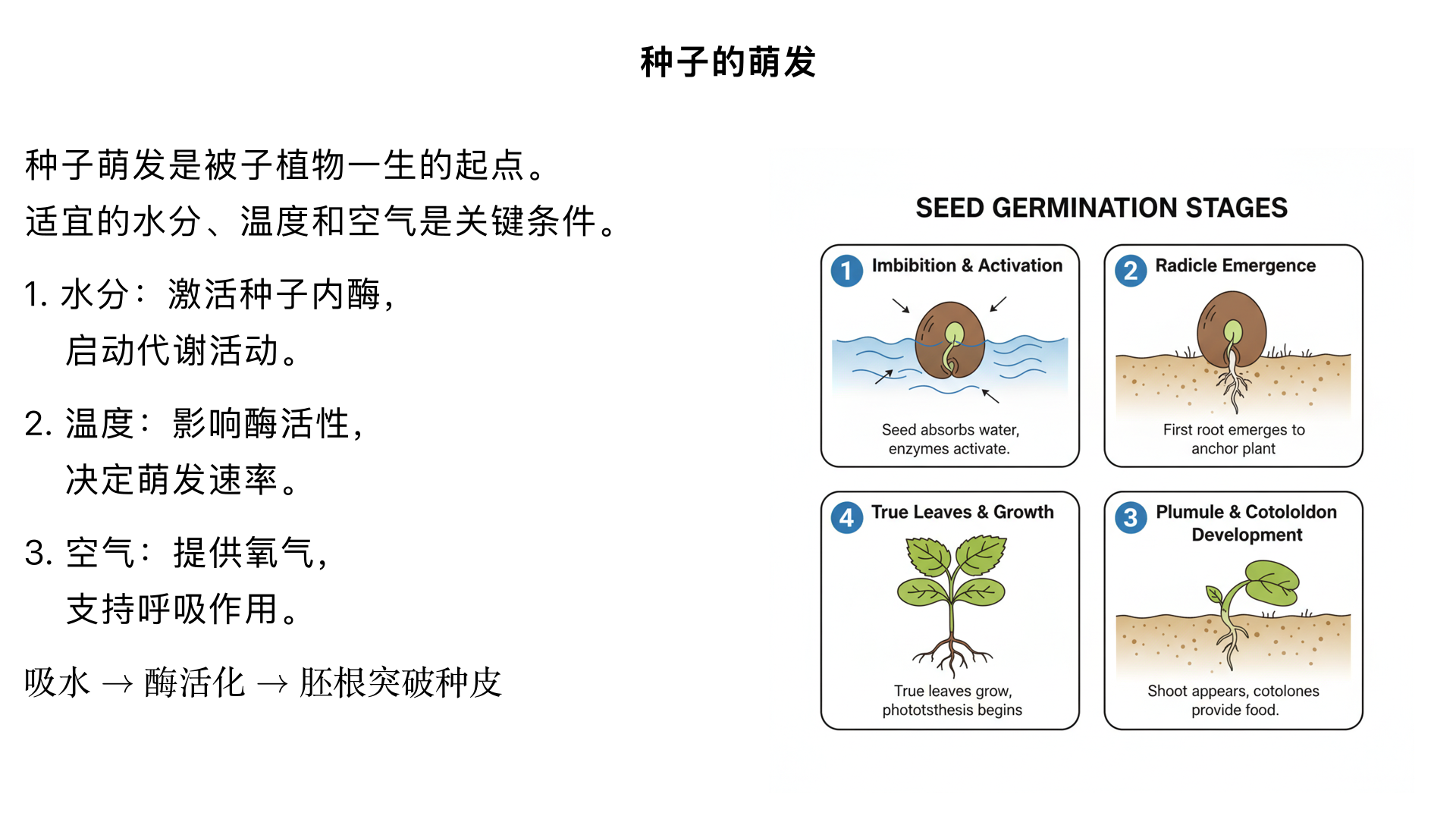 七年级生物/生物圈中的绿色植物/被子植物的一生/种子的萌发（时间一分钟以上）