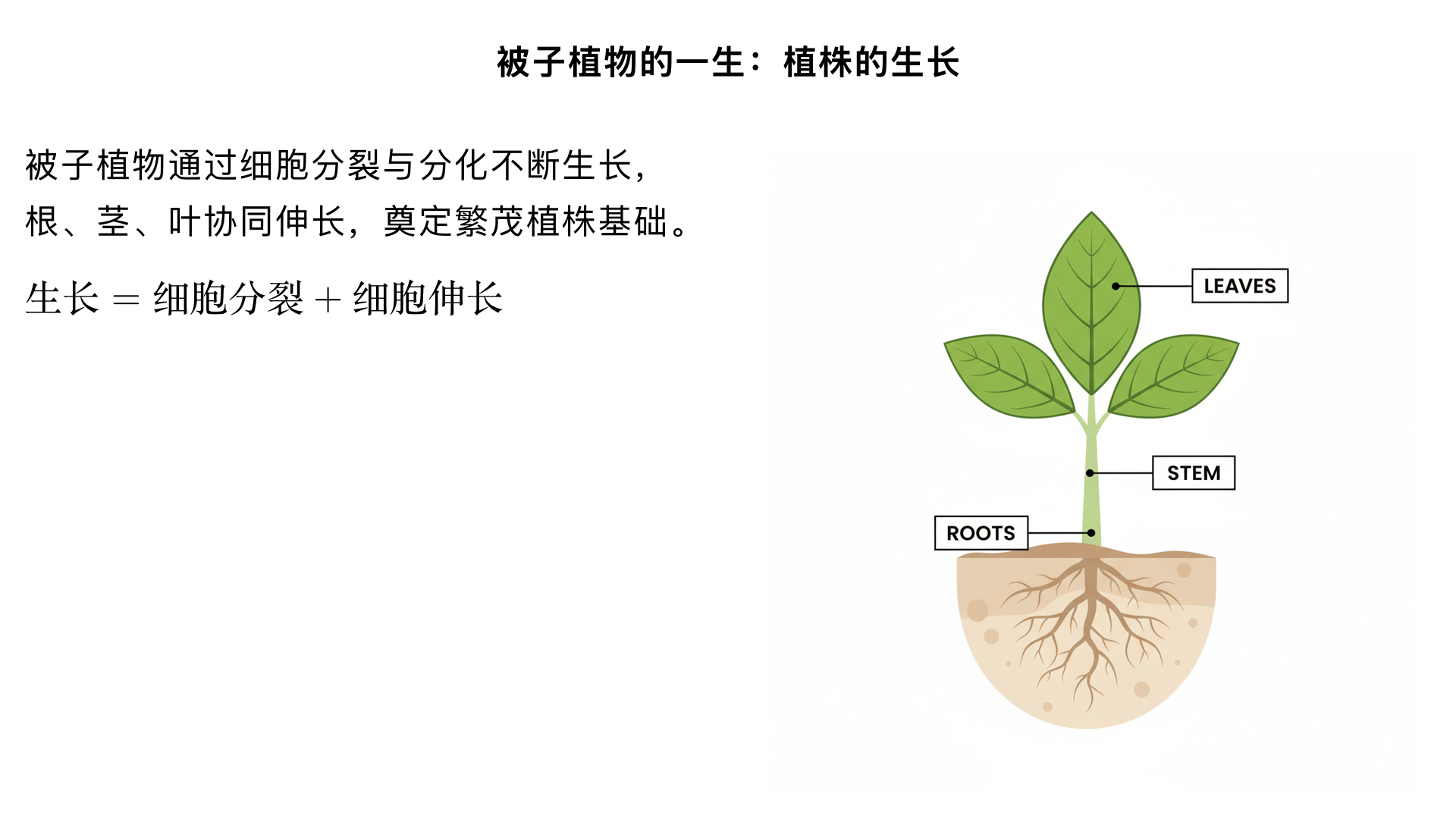 七年级生物/生物圈中的绿色植物/被子植物的一生/植株的生长（时间一分钟以上）
