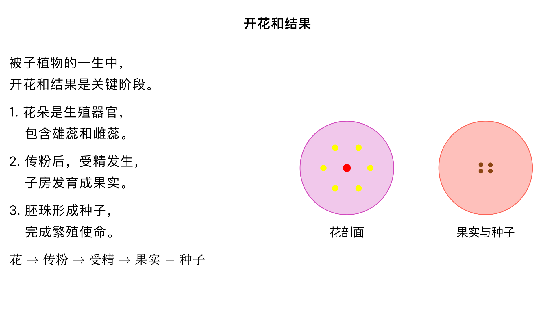 七年级生物/生物圈中的绿色植物/被子植物的一生/开花和结果（时间一分钟以上）