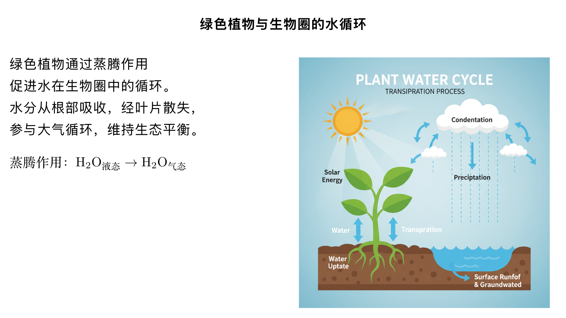 七年级生物/生物圈中的绿色植物/绿色植物与生物圈的水循环