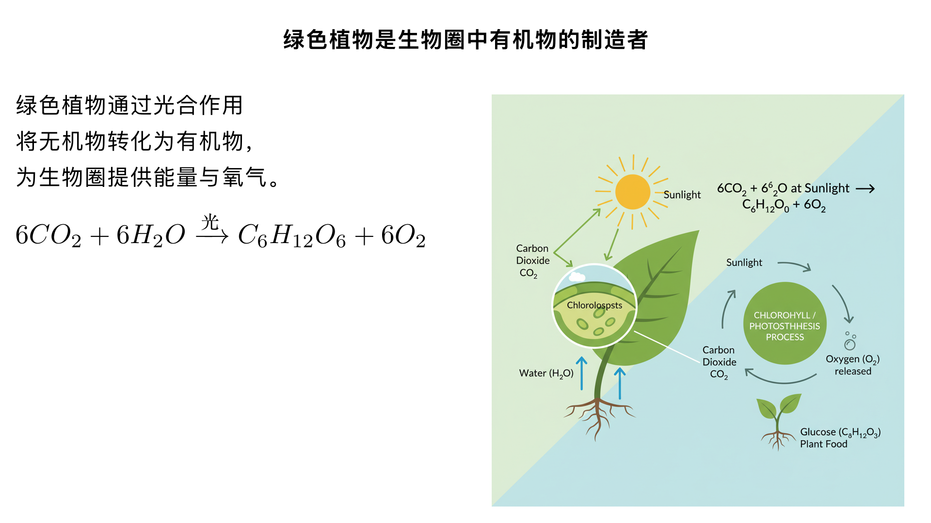 七年级生物/生物圈中的绿色植物/绿色植物是生物圈中有机物的制