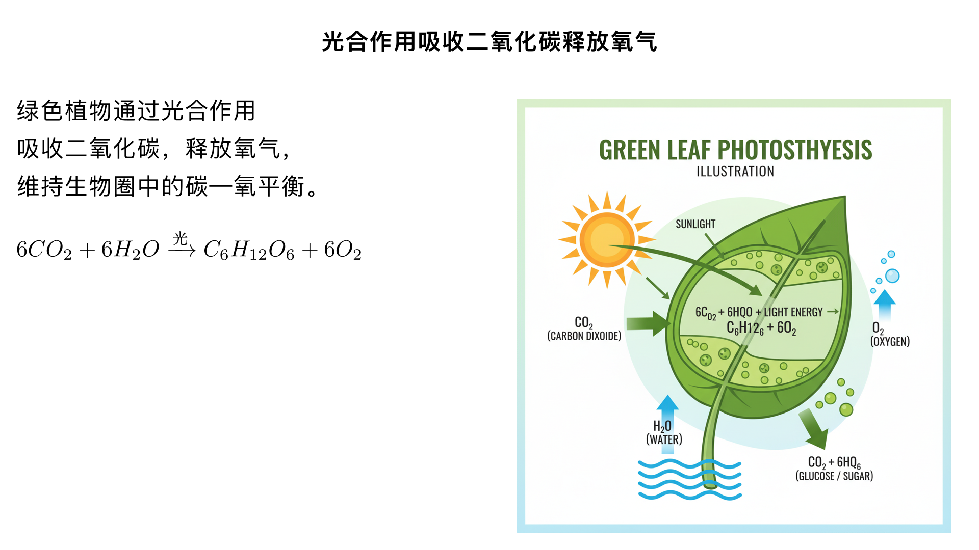七年级生物/生物圈中的绿色植物/绿色植物与生物圈中碳－氧平衡/光合作用吸收二氧化碳释放