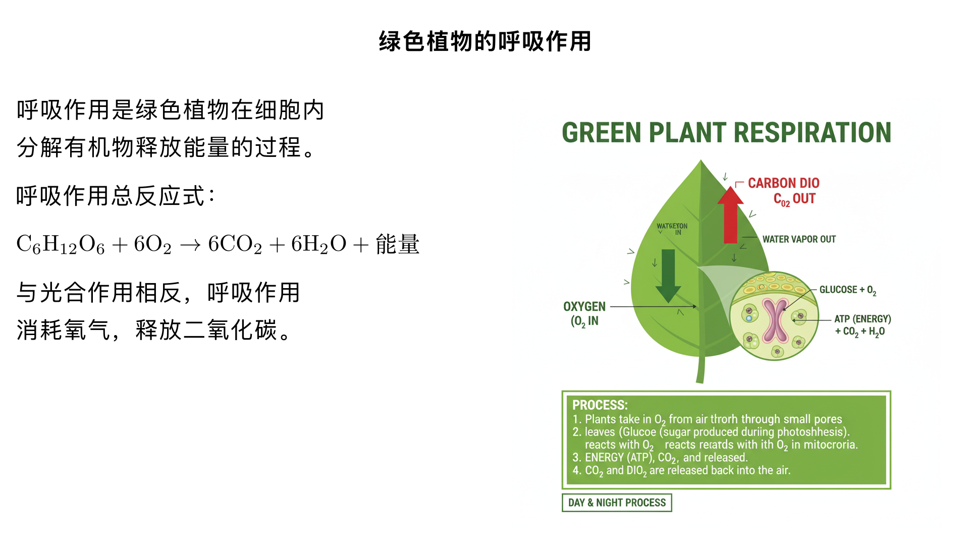 七年级生物/生物圈中的绿色植物/绿色植物与生物圈中碳－氧平衡/绿色植物的呼吸作用