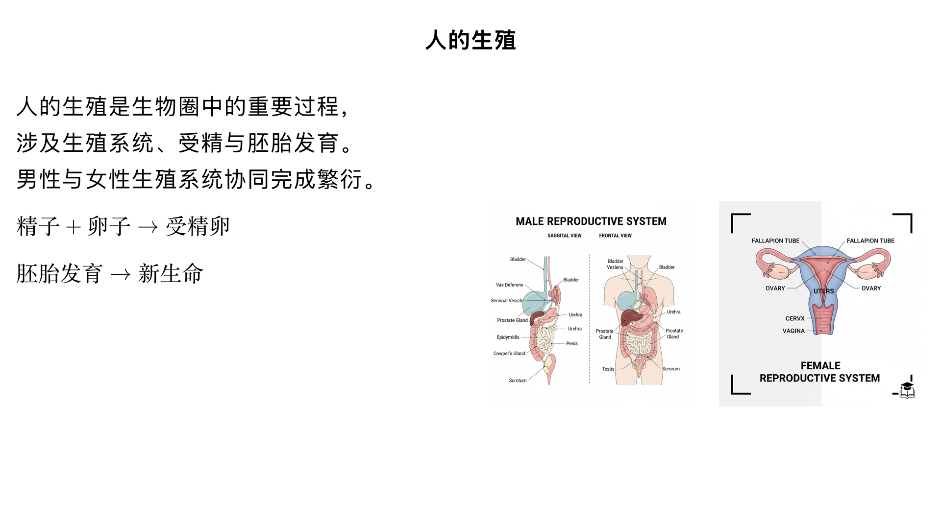 七年级生物/生物圈中的人/人的生殖