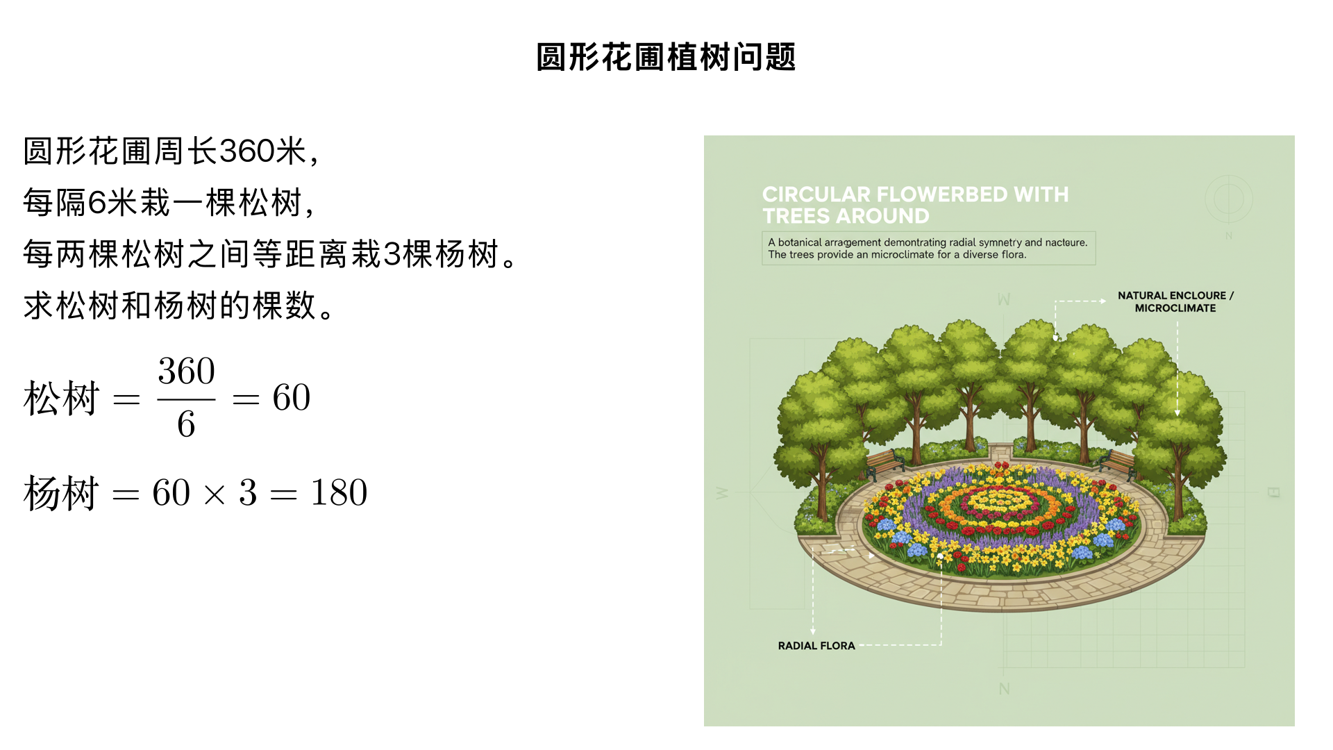 有一个圆形花圃,周长是360米,每隔6米栽一棵松树,每两棵松树之间等距离地栽3棵杨树,花圃周围栽了多少棵松树?裁了多少棵杨树?正确答案是花圃周围栽了 60 棵 松树，栽了 180 棵 杨树。
