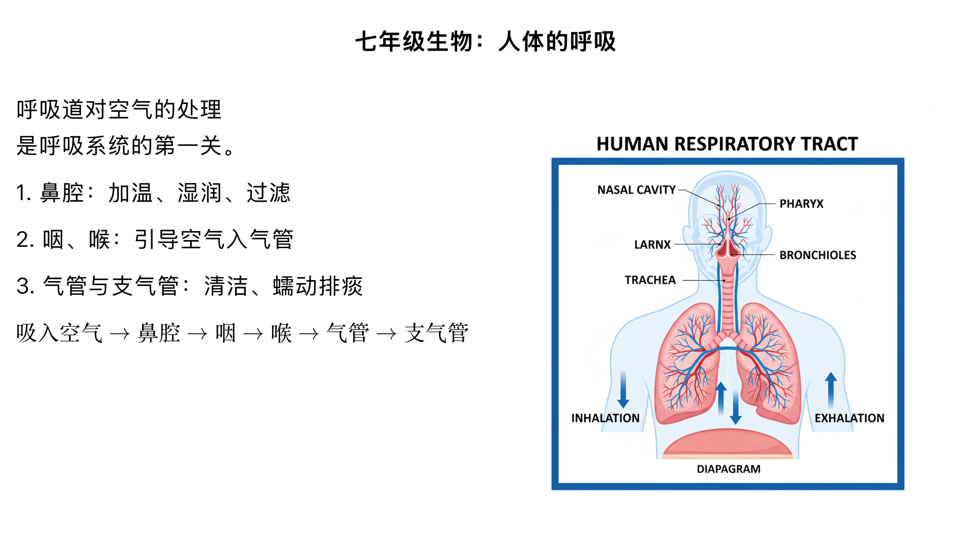 七年级生物/人体的呼吸/呼吸道对空气的处理