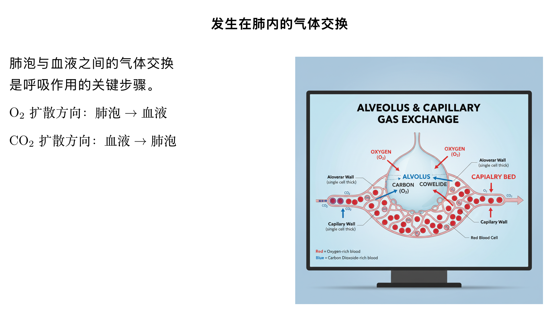 七年级生物/人体的呼吸/发生在肺内的气体交换