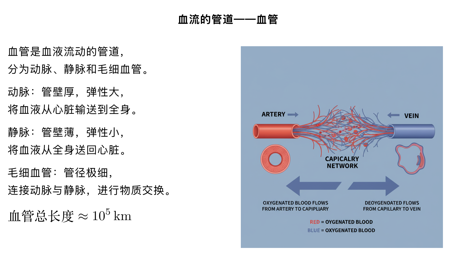 七年级生物/人体内物质的运输/血流的管道——血管