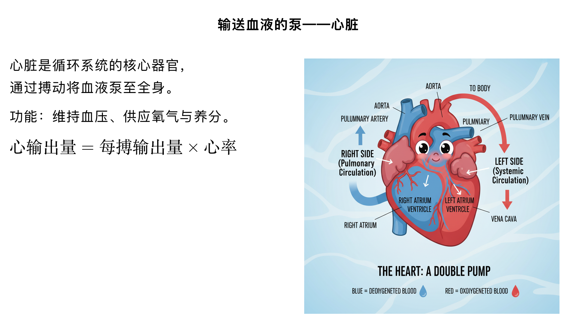七年级生物/人体内物质的运输/输送血液的泵——心脏
