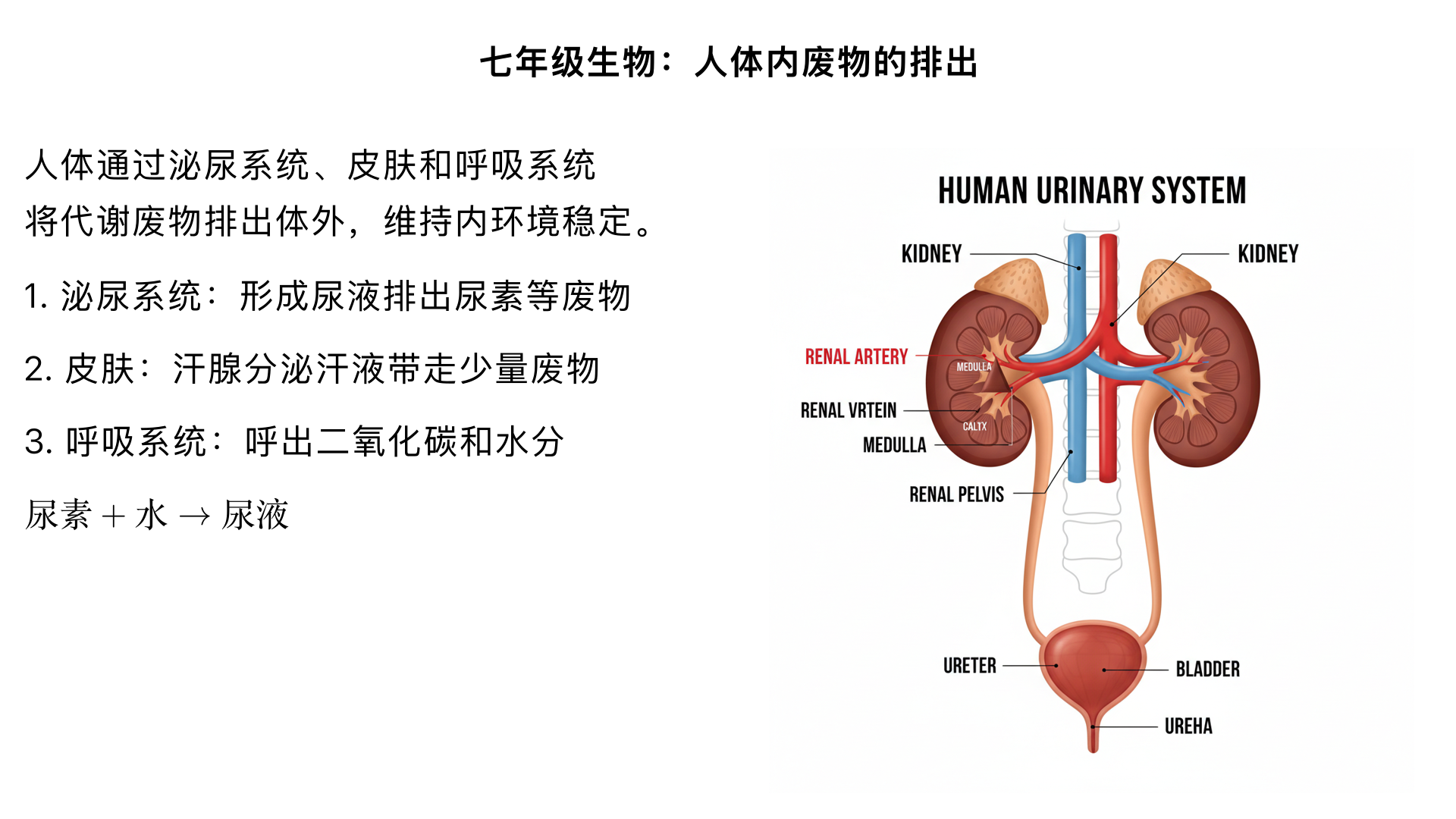 七年级生物/人体内废物的排出