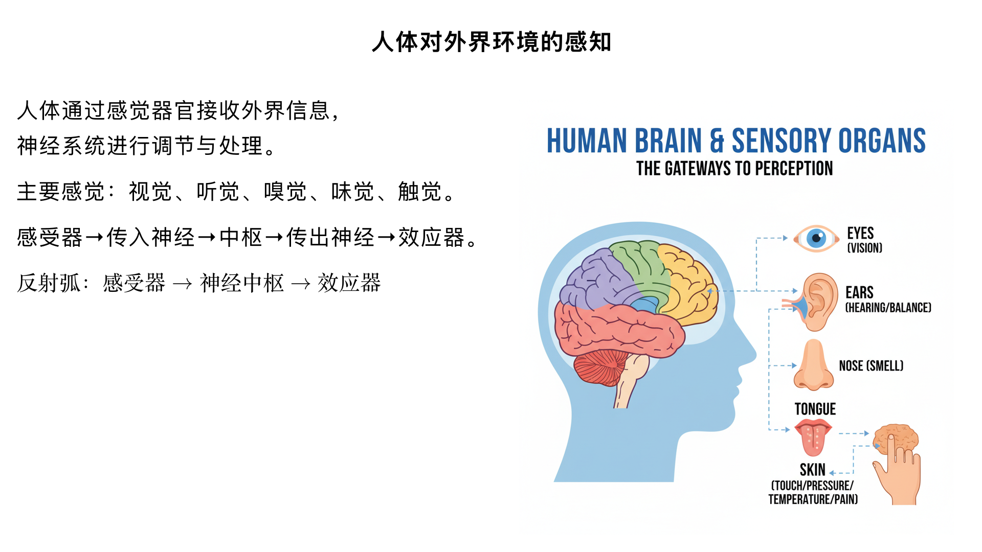 七年级生物/人体生命活动的调节/人体对外界环境的感知