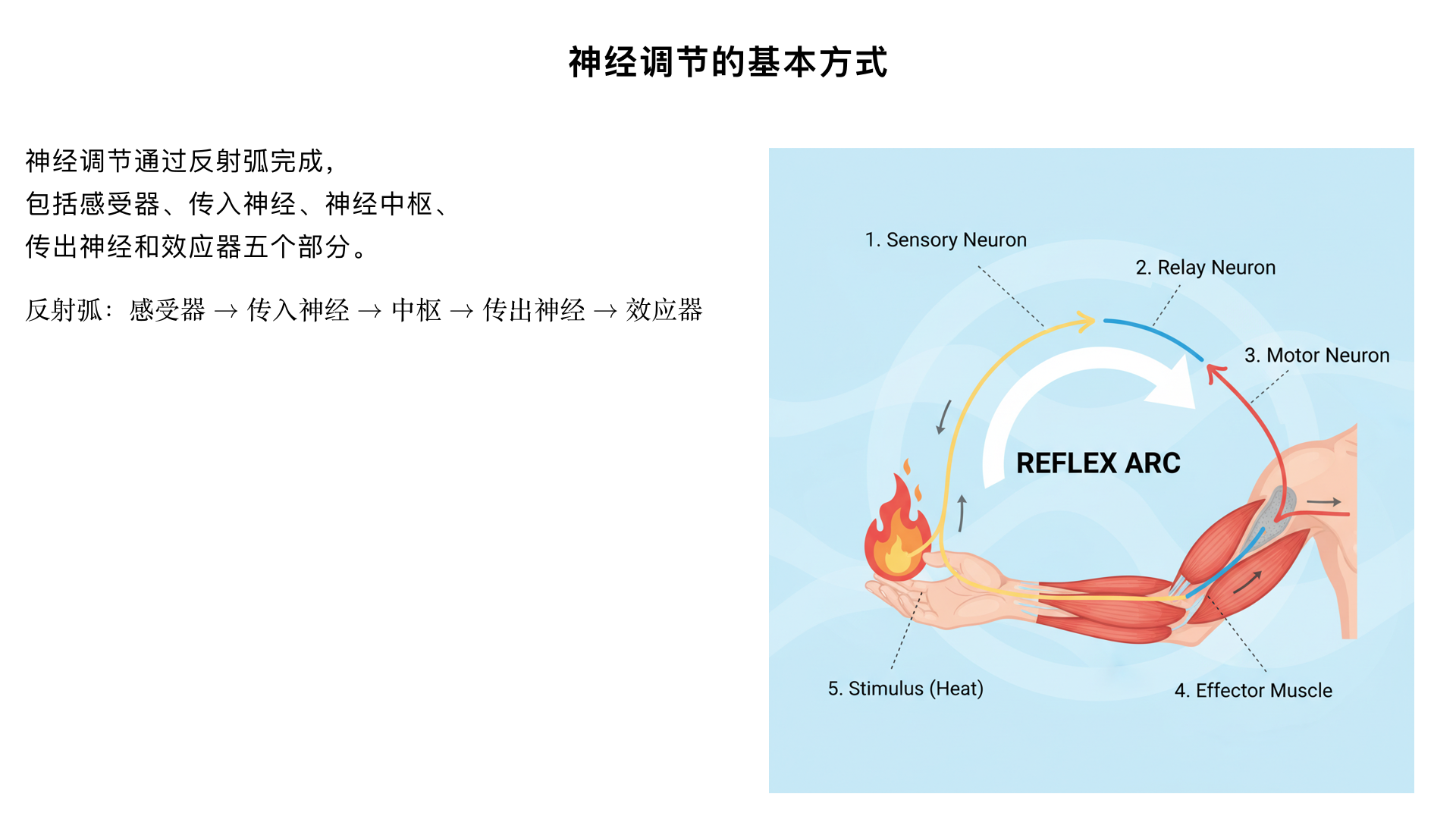 七年级生物/人体生命活动的调节/神经调节的基本方式