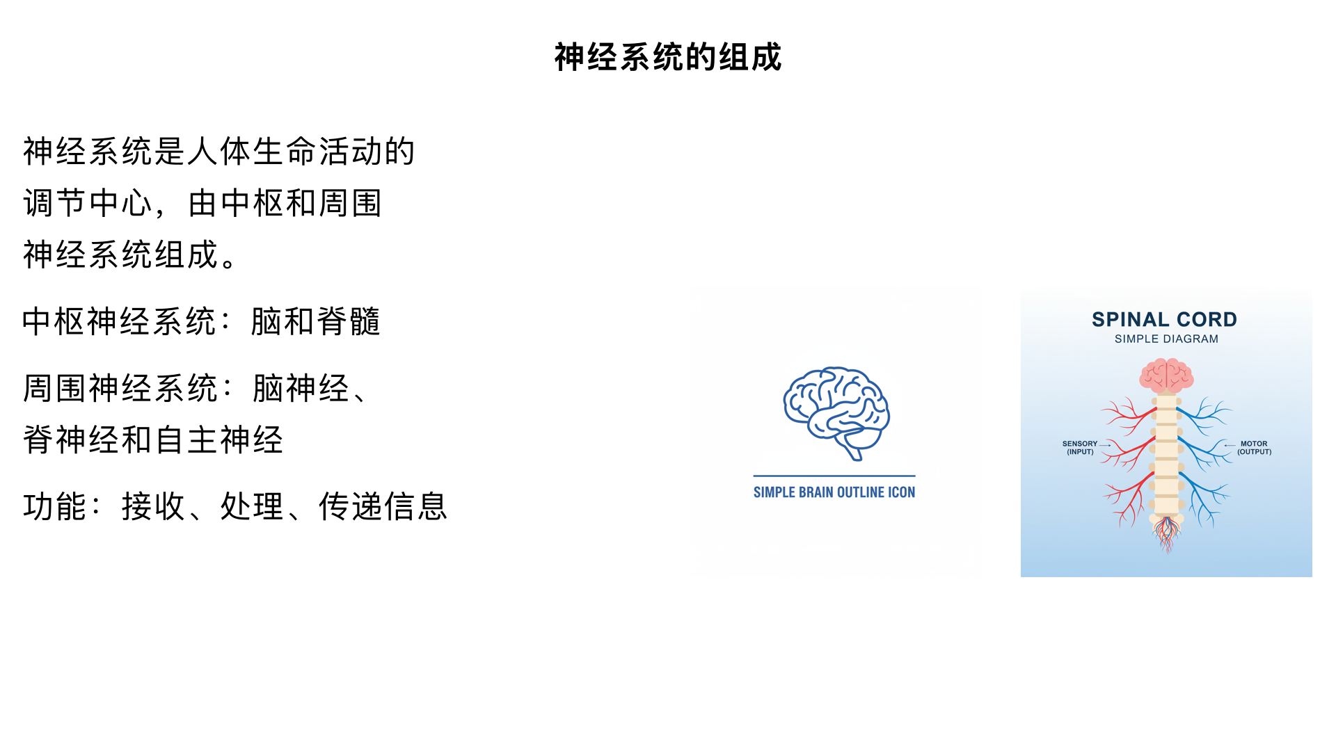 七年级生物/人体生命活动的调节/神经系统的组成