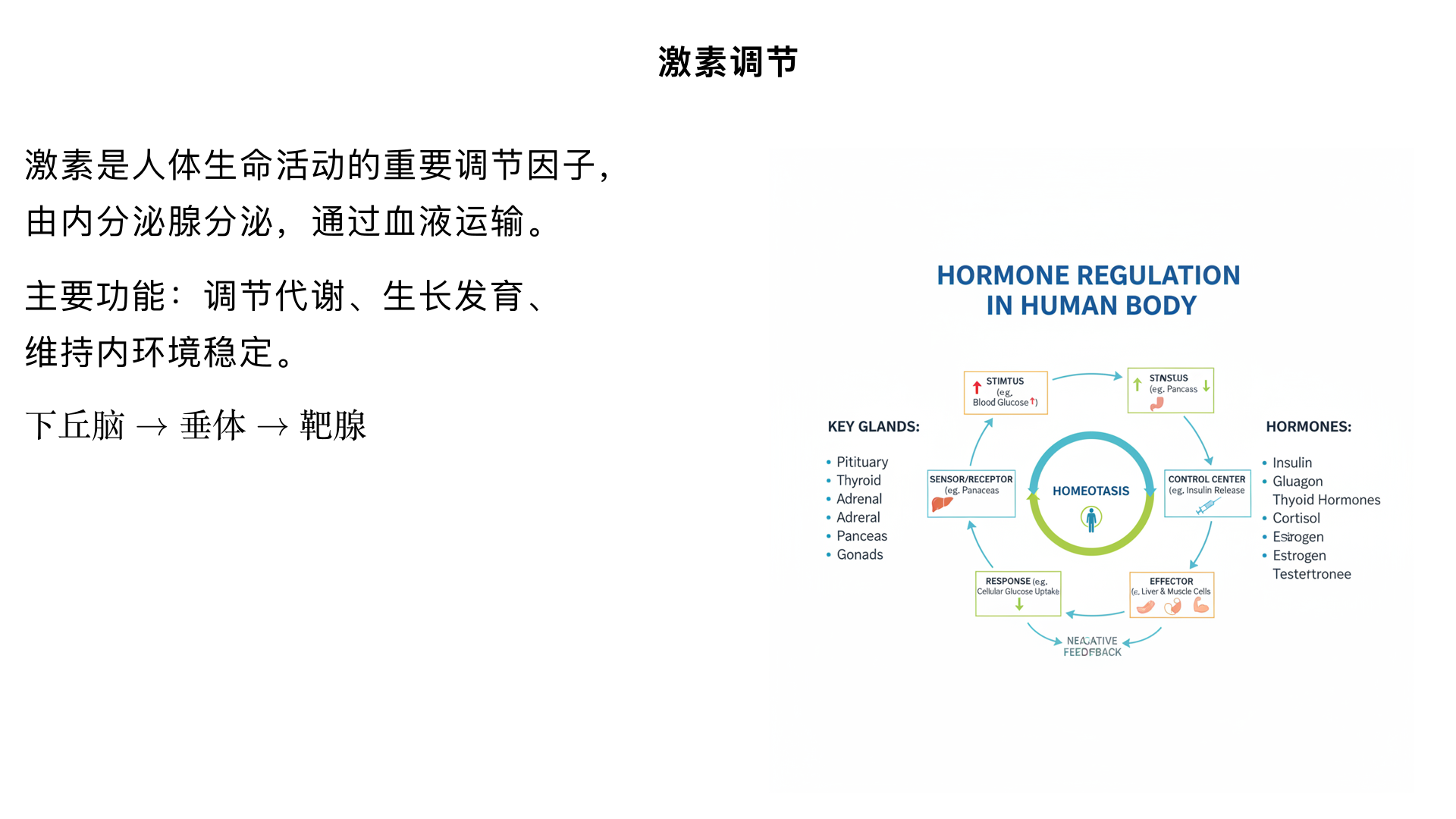 七年级生物/人体生命活动的调节/激素调节

