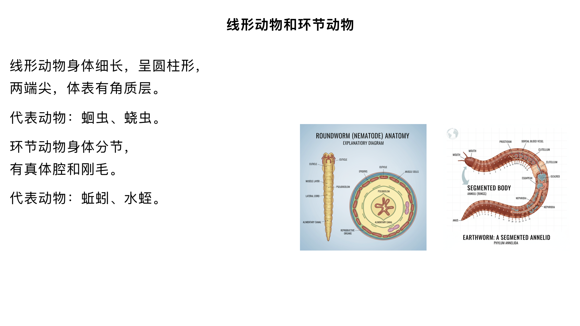 八年级生物/动物的主要类群/线形动物和环节动物