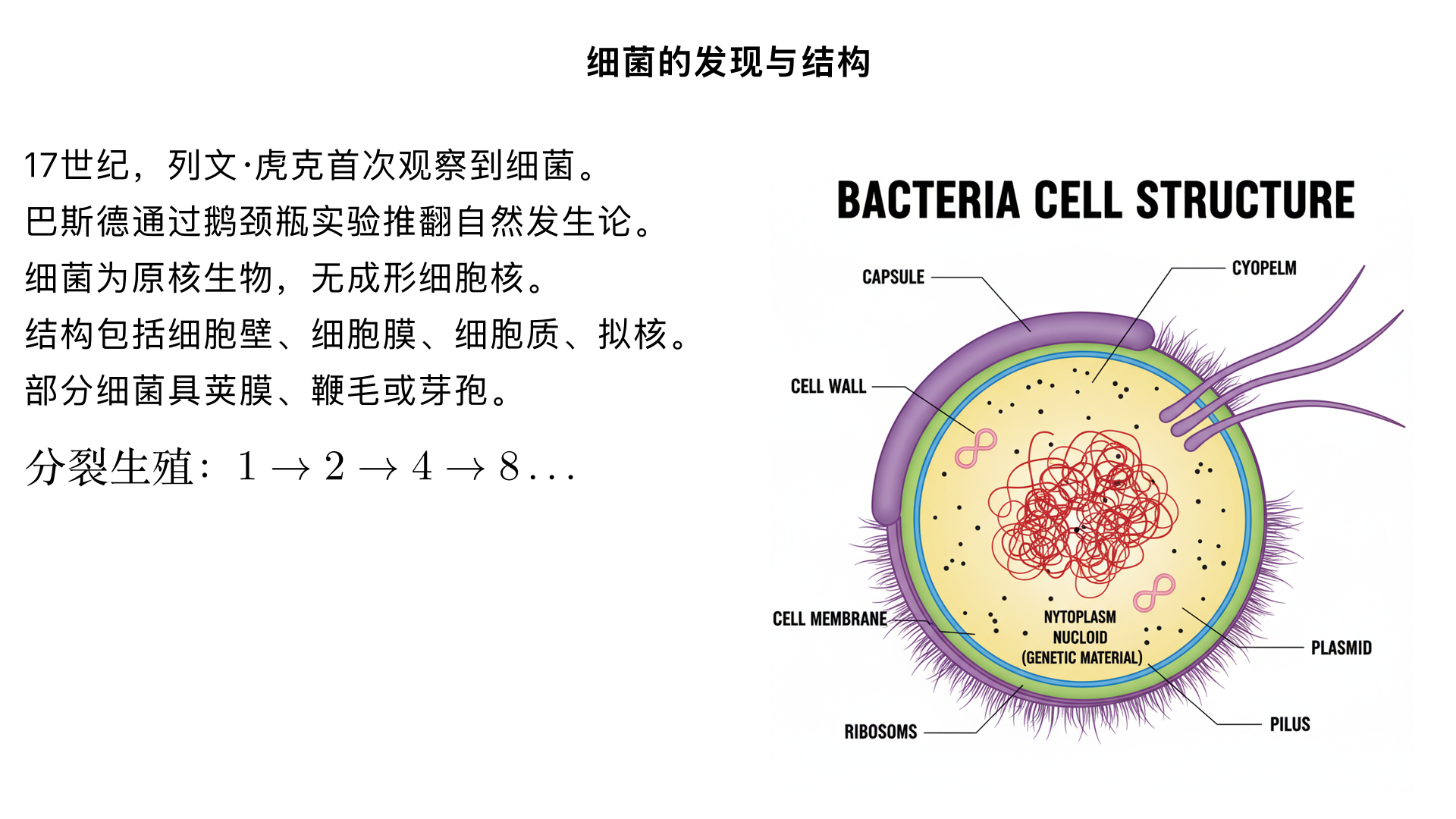 八年级生物 / 细菌和真菌 / 细菌
一、细菌的发现
发现者：荷兰人列文・虎克（17 世纪，通过自制显微镜首次观察到细菌）
科学证实：法国科学家巴斯德（“微生物学之父”）
设计 “鹅颈瓶实验”，推翻 “自然发生论”
证明细菌是由原来已存在的细菌产生的
提出巴氏消毒法（低温灭菌，用于牛奶、葡萄酒保鲜）
二、细菌的形态和结构
（一）形态（单细胞，个体微小，需显微镜观察）
球菌：球形（如葡萄球菌、链球菌）
杆菌：杆状（如大肠杆菌、枯草杆菌）
螺旋菌：螺旋形（如霍乱弧菌、幽门螺旋杆菌）
（二）结构
1. 基本结构（所有细菌都具备）
细胞壁：支持、保护细胞（成分与植物细胞壁不同，主要是肽聚糖）
细胞膜：控制物质进出细胞
细胞质：无成形细胞核（只有 DNA 集中的区域，称为拟核），属于原核生物
核糖体：合成蛋白质的场所（无其他细胞器）
2. 特殊结构（部分细菌具备）
荚膜：细胞壁外的黏液层，保护细菌（如肺炎双球菌的荚膜可抵抗宿主免疫）
鞭毛：细长突起，帮助细菌运动（如大肠杆菌有鞭毛）
芽孢：细菌在不良环境（干旱、高温、低温等）下形成的休眠体，抵抗力极强，环境适宜时可萌发成新细菌（注：芽孢不是生殖细胞）
（三）细菌与动植物细胞的区别
结构	细菌细胞	植物细胞	动物细胞
细胞核	无成形细胞核（拟核）	有成形细胞核	有成形细胞核
细胞壁	有（肽聚糖）	有（纤维素）	无
叶绿体	无	有（部分细胞）	无
液泡	无	有（大液泡）	无（或小液泡）
三、细菌的营养方式
异养（多数细菌）：不能自己制造有机物，需依赖现成有机物生存
寄生：生活在其他生物体内或体表，获取营养（如结核杆菌寄生在人体细胞内，引起结核病；链球菌寄生在呼吸道，引起咽炎）
腐生：分解动植物遗体、排泄物等有机物（如枯草杆菌分解落叶、粪便，属于分解者）
自养（少数细菌）：能利用无机物制造有机物
如蓝细菌（蓝藻），含有叶绿素，可进行光合作用；硝化细菌可通过化能合成作用（利用氨氧化释放的能量）合成有机物
四、细菌的生殖方式
主要方式：分裂生殖
过程：细菌细胞首先复制拟核中的 DNA，然后细胞从中部缢裂，形成两个形态、大小基本相同的新细菌
速度：繁殖速度极快，在适宜条件下（温度、营养充足），每 20-30 分钟可分裂一次（如大肠杆菌）
特殊情况：芽孢生殖（非真正生殖，是休眠体萌发）
环境恶劣时，细菌形成芽孢（抵抗高温、干旱、紫外线等），环境适宜时芽孢吸水萌发，恢复成正常细菌
五、细菌与人类的关系
（一）有益细菌
食品制作：
乳酸菌：无氧条件下分解牛奶中的乳糖，制作酸奶、泡菜
醋酸菌：有氧条件下分解酒精，制作醋
放线菌：产生抗生素（如青霉素的最初来源）
环境保护：
分解者：分解动植物遗体、污水中的有机物，净化污水（如污水处理厂利用细菌分解有机物）
固氮作用：根瘤菌（与豆科植物共生）将空气中的氮气转化为含氮无机盐，供植物吸收；圆褐固氮菌可独立固氮
人体健康：
肠道益生菌（如双歧杆菌、大肠杆菌）：帮助消化，合成维生素（维生素 B 族、K），抑制有害细菌繁殖
（二）有害细菌
引起疾病（致病菌）：
人类疾病：肺结核（结核杆菌）、痢疾（痢疾杆菌）、肺炎（肺炎双球菌）、破伤风（破伤风杆菌）、鼠疫（鼠疫杆菌）
动植物疾病：水稻白叶枯病（白叶枯病菌）、猪瘟（猪瘟杆菌）
导致食物腐败：
细菌分解食物中的有机物，产生有害物质（如黄曲霉素），导致食物变质（如肉类腐败、米饭发霉中的部分细菌）
六、细菌在自然界中的作用
作为分解者参与物质循环：分解动植物遗体、排泄物，将有机物转化为无机物（二氧化碳、水、无机盐），供生产者重新利用
促进生物固氮：根瘤菌等固氮细菌将氮气转化为含氮化合物，增加土壤肥力
参与生态系统的物质循环和能量流动，维持生态平衡
