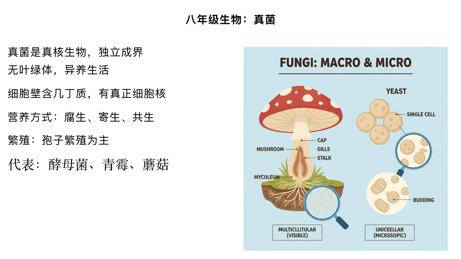 八年级生物：真菌
一、真菌的基本特征
1. 定义：真菌是一类真核生物（有成形细胞核），既不属于植物（无叶绿体），也不属于动物（异养生活），在生物分类中独立为 "真菌界"。
2. 细胞结构：
细胞壁（主要含几丁质，与植物细胞壁成分不同）
细胞膜、细胞质、真正的细胞核（这是与细菌的本质区别）
无叶绿体，不能进行光合作用
3. 营养方式：异养型（无叶绿体，不能自己制造有机物）
腐生：分解动植物遗体获取营养（如霉菌）
寄生：从活的生物体内获取营养（如引起癣的真菌）
共生：与其他生物互惠互利（如地衣） 
二、真菌的分类
根据形态差异，真菌可分为三大类：
类别	代表生物	特点
单细胞真菌	酵母菌	单个细胞完成所有生命活动
多细胞丝状真菌
（霉菌）	青霉、曲霉	由菌丝构成，菌丝分为直立菌丝（顶端产生孢子）和营养菌丝（吸收营养）
大型真菌	蘑菇、木耳、银耳、灵芝	肉眼可见的大型子实体
三、常见真菌形态结构
1. 酵母菌（单细胞真菌）
形态：无色、卵形单细胞个体
结构：细胞壁、细胞膜、细胞质、细胞核、液泡
应用：酿酒、制作面包（发酵产生二氧化碳使面包松软）
2. 霉菌（多细胞丝状真菌）
青霉：直立菌丝顶端呈扫帚状，孢子呈绿色（常见于发霉的橘子）
曲霉：直立菌丝顶端呈球状，孢子有黄、橙红或黑色（用于制酱油、豆豉）
3. 蘑菇（大型真菌）
结构：地下菌丝体（吸收营养）和地上子实体（繁殖器官）
子实体包括菌盖、菌褶（产生孢子）和菌柄
生长环境：潮湿、富含有机物的地方
四、真菌的繁殖方式
主要通过孢子繁殖，分为无性繁殖和有性繁殖两种类型：
1. 无性繁殖（最常见）
孢子生殖：产生大量微小孢子，随风飘散，遇到适宜环境萌发成新个体
出芽生殖：酵母菌常见，母体上长出芽体，逐渐长大脱离形成新个体
菌丝断裂：菌丝片段发育成新个体
2. 有性繁殖：两个不同性别的细胞结合形成新个体，常见于高等真菌
繁殖特点：真菌孢子数量巨大，生命力强，传播广泛，是真菌分布广泛的重要原因 
五、真菌与人类的关系
1. 对人类有益的方面
食品领域：
食用真菌：香菇、木耳、银耳、金针菇等（营养丰富，味道鲜美）
发酵食品：酵母菌用于酿酒、制面包；霉菌用于制酱油、腐乳、豆豉等
医药领域：
抗生素：青霉菌产生青霉素，头孢菌产生头孢菌素，用于治疗细菌感染
药用真菌：灵芝、冬虫夏草等有调节免疫、抗肿瘤等功效
其他应用：
环境保护：作为 "大自然的清洁工"，分解有机物，促进物质循环
生物防治：某些真菌可控制农作物害虫，减少农药使用 
2. 对人类有害的方面
疾病：皮肤癣菌引起脚气、股癣；念珠菌引起口腔炎、阴道炎等
食物中毒：误食毒蘑菇（如毒蝇鹅膏）可危及生命
食物腐败：使食物变质（如面包发霉）
经济损失：破坏农作物、木材和建筑材料
六、真菌与细菌的主要区别
特征	真菌	细菌
细胞核	有成形细胞核（真核生物）	无成形细胞核（原核生物）
细胞结构	有细胞壁、细胞膜、细胞质、真正的细胞核和多种细胞器	有细胞壁、细胞膜、细胞质，无成形细胞核（只有 DNA 集中区域）
个体大小	一般比细菌大	较小
繁殖方式	主要靠孢子繁殖	主要靠分裂生殖
营养方式	异养（腐生或寄生）	异养或自养（如光合细菌）
总结
真菌是一类具有真核细胞结构、异养的生物，包括酵母菌、霉菌和大型真菌等。它们通过孢子繁殖，在自然界中扮演着分解者的重要角色，与人类关系密切，既有重要的经济价值（食用、药用、发酵等），也可能带来危害（疾病、食物腐败）。
学习要点：
真菌的主要特征（真核、异养、孢子繁殖）
真菌的分类及代表生物
酵母菌、霉菌和蘑菇的形态结构特点
真菌与人类的关系（益处与危害）
真菌与细菌的本质区别（有无成形细胞核）