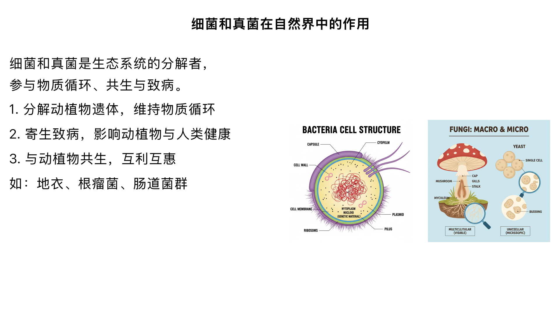 八年级生物 / 细菌和真菌 / 细菌和真菌在自然界中的作用
一、核心作用总述
细菌和真菌在自然界中属于分解者（部分为生产者或消费者），其作用贯穿生态系统物质循环、生物间相互作用及人类生产生活，是生态系统不可或缺的组成部分。
二、三大核心作用（教材重点）
（一）作为分解者参与物质循环（最主要作用）
作用机制：
细菌和真菌通过腐生生活，将动植物遗体、排泄物中的有机物（如淀粉、蛋白质、脂肪）分解为无机物（二氧化碳、水、无机盐等）。
无机物重新被植物吸收利用，用于光合作用制造有机物，实现物质循环（“有机物→无机物→有机物”）。
实例：
落叶腐烂：真菌（如霉菌）、细菌分解落叶中的有机物，使其变成腐殖质，回归土壤。
动物尸体分解：腐生细菌（如枯草杆菌）分解动物尸体，避免遗体堆积，释放养分。
意义：维持生态系统物质循环，若没有细菌和真菌，动植物遗体将堆积如山，生态系统会崩溃。
（二）引起动植物和人患病（寄生生活）
作用机制：
细菌或真菌寄生在动植物或人体内，从宿主身上获取营养物质，同时对宿主造成损害，引发疾病（这类细菌 / 真菌称为 “病原体”）。
分类实例：
类别	病原体类型	常见疾病	受害对象
植物患病	真菌为主，少数细菌	小麦锈病、玉米瘤黑粉病、棉花枯萎病	农作物、植物
动物患病	细菌、真菌	鸡瘟（细菌）、牛炭疽病（细菌）、动物癣病（真菌）	家畜、野生动物
人类患病	细菌、真菌	细菌：扁桃体炎、肺炎（肺炎链球菌）、痢疾（痢疾杆菌）；真菌：手足癣（脚气）、甲癣（灰指甲）、皮肤癣	人类
（三）与动植物共生（互利共生关系）
共生概念：两种生物生活在一起，相互依赖、彼此有利，一旦分开，双方或一方无法独立生存。
典型实例：
1）地衣：真菌 + 藻类
真菌：提供水和无机盐（吸收外界水分和矿物质）。
藻类：通过光合作用制造有机物，供真菌利用。
意义：地衣能在岩石上生长，分泌有机酸腐蚀岩石，促进土壤形成，是生态系统中的 “拓荒者”。
2）根瘤菌与豆科植物（如大豆、花生、豌豆）
根瘤菌（细菌）：生活在豆科植物根部，将空气中的氮气转化为含氮无机盐（如氨），供植物吸收（植物无法直接利用氮气）。
豆科植物：为根瘤菌提供有机物（糖类、蛋白质）。
意义：减少化肥使用，提高土壤肥力，实现 “生物固氮”。
3）肠道菌群与人类 / 动物
肠道内的有益细菌（如大肠杆菌、双歧杆菌）：帮助分解食物中不易消化的成分（如膳食纤维），合成维生素 B 族、维生素 K，抑制有害菌生长。
人类 / 动物：为肠道细菌提供生存环境和营养物质。
三、细菌和真菌与人类的关系（延伸应用）
（一）人类对细菌和真菌的利用（基于其生理功能）
食品制作：
发酵原理：利用细菌 / 真菌的呼吸作用（无氧呼吸）产生酒精、二氧化碳或乳酸。
实例：酵母菌（真菌）→ 酿酒、制作面包（产生二氧化碳使面包蓬松）；乳酸菌（细菌）→ 制作酸奶、泡菜（产生乳酸）；霉菌（真菌）→ 制作腐乳、酱油。
医药生产：
抗生素：真菌产生，抑制或杀死细菌（如青霉素来自青霉菌，红霉素来自放线菌）。
疫苗：利用减毒或灭活的细菌 / 真菌制作（如卡介苗预防结核病）。
环境治理：
分解污水中的有机物（如细菌处理生活污水、工业废水），净化水质。
分解垃圾中的有机物，促进垃圾腐熟（堆肥）。
（二）对细菌和真菌的防治（针对其有害作用）
食品防腐：
原理：抑制细菌 / 真菌的生长繁殖（如低温冷藏、高温灭菌、干燥、腌制、添加防腐剂）。
疾病防治：
细菌病：使用抗生素（需遵医嘱，避免滥用导致耐药性）。
真菌病：使用抗真菌药物（如外用克霉唑乳膏治疗手足癣）。
植物病害防治：
合理轮作、选用抗病品种、喷洒杀菌剂（针对真菌 / 细菌病原体）。
四、知识总结与易错点
1. 核心逻辑链：
细菌和真菌的生活方式（腐生 / 寄生 / 共生）→ 决定其在自然界中的作用（分解者 / 病原体 / 共生伙伴）→ 影响生态系统和人类生活（有利 / 有害）。
2. 易错点辨析：
区分 “腐生” 与 “寄生”：腐生是分解死的有机物，对宿主无伤害；寄生是依赖活的生物，对宿主有害。
抗生素的作用范围：只对细菌有效，对真菌、病毒（如流感病毒）无效，不可滥用。
共生与寄生的区别：共生是 “互利共赢”，寄生是 “一方受益、一方受害”。
3. 中考常考题型：
实例对应题：判断某现象属于细菌 / 真菌的哪种作用（如根瘤菌与大豆→共生；落叶腐烂→分解者；脚气→寄生）。
实验探究题：探究细菌 / 真菌对有机物的分解作用（如 “探究面包发霉的条件”）。
应用题：结合食品制作、疾病防治考查细菌 / 真菌的利用（如制作酸奶用乳酸菌，青霉素治疗细菌感染）。