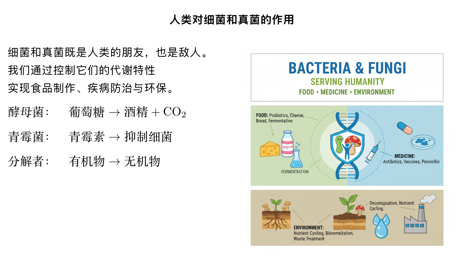 八年级生物 / 细菌和真菌 / 人类对细菌和真菌的作用
一、利用细菌和真菌（核心应用：基于微生物的代谢特性服务人类）
（一）食品制作（发酵原理：微生物分解有机物产生特定产物）
应用场景	涉及微生物	代谢产物 / 作用原理	典型例子
酿酒、发面	酵母菌（真菌）	无氧呼吸产生酒精 + 二氧化碳；有氧呼吸产生二氧化碳（使面团膨胀）	米酒、馒头、面包
制作酸奶、泡菜	乳酸菌（细菌）	无氧呼吸产生乳酸（使食物发酸、凝固）	原味酸奶、泡菜、酸牛奶
制作酱、腐乳	霉菌（真菌，如米曲霉）	分解有机物产生酶，将蛋白质、淀粉转化为风味物质	黄豆酱、腐乳、豆豉
制作醋	醋酸菌（细菌）	有氧条件下将酒精转化为醋酸	米醋、陈醋
（二）疾病防治（利用微生物产生药物或调节生理）
生产抗生素（真菌→抑制细菌的药物）
原理：某些真菌能产生杀死或抑制致病细菌的物质（抗生素）
代表例子：青霉素（青霉菌产生）、头孢类抗生素
注意事项：抗生素仅对细菌有效，对真菌、病毒（如流感病毒）无效；不可滥用（否则会导致细菌耐药性）
生产疫苗（细菌 / 真菌的减毒 / 灭活菌株）
原理：将致病细菌 / 真菌经过处理（减毒、灭活）后，制成疫苗接种人体，激发免疫反应产生抗体
典型例子：卡介苗（预防结核杆菌引起的肺结核）、鼠疫疫苗
益生菌应用（有益细菌调节肠道菌群）
代表菌株：双歧杆菌、乳酸菌（肠道有益菌）
作用：抑制肠道有害菌繁殖，促进消化吸收，增强免疫力（如酸奶中的活性益生菌）
（三）环境保护（利用微生物的分解作用处理废弃物）
污水处理
原理：细菌、真菌作为分解者，分解污水中的有机物（如蛋白质、糖类）和有毒物质（如重金属、有机物污染物），将其转化为无机物（水、二氧化碳、无机盐）
过程：污水处理厂的曝气池（提供氧气，促进好氧细菌分解）、沉淀池（沉淀微生物和杂质）
垃圾处理（腐熟堆肥）
原理：细菌、真菌分解厨余垃圾、秸秆等有机物，产生高温杀死病菌和虫卵，最终形成有机肥（如农家肥）
生物防治（替代农药，减少污染）
例子：利用苏云金杆菌（细菌）防治菜青虫、毛毛虫；利用白僵菌（真菌）防治松毛虫
二、防治细菌和真菌的有害影响（核心：抑制有害微生物的繁殖或消除其危害）
（一）防治食品腐败（细菌、真菌引起食品变质）
腐败原因：细菌、真菌大量繁殖，分解食品中的有机物，产生有害物质（如毒素），导致食品变色、异味、发霉
常用防治方法（原理：抑制或杀死细菌、真菌）
方法类型	具体例子	原理
高温灭菌	煮沸、巴氏消毒（牛奶）、罐头杀菌	高温直接杀死微生物
低温抑制	冰箱冷藏（0-4℃）、冷冻（-18℃）	低温降低微生物繁殖速度
减少水分	脱水干燥（葡萄干、腊肉）、晒干	微生物繁殖需要水分，缺水则无法生存
隔绝空气	真空包装（零食）、充气包装（薯片充氮气）	隔绝氧气，抑制需氧微生物繁殖
高盐 / 高糖抑制	腌制咸菜（高盐）、蜜饯（高糖）	高浓度盐 / 糖使微生物细胞失水死亡
添加防腐剂	食品中的山梨酸钾、苯甲酸钠	抑制微生物的代谢或繁殖（需符合国家标准）
（二）防治疾病（细菌、真菌引起的传染病）
常见有害微生物引起的疾病
细菌致病：扁桃体炎（链球菌）、肺炎（肺炎球菌）、痢疾（痢疾杆菌）
真菌致病：脚气（皮肤癣菌）、灰指甲（甲癣菌）、霉菌性阴道炎（白色念珠菌）
防治措施
个人卫生：勤洗手、勤换衣物（减少微生物滋生），避免与患者共用生活用品（如拖鞋、毛巾，预防脚气传播）
环境消毒：用碘伏、酒精消毒伤口（杀死细菌），用含氯消毒剂清洁房间（抑制真菌、细菌）
合理用药：细菌感染需遵医嘱使用抗生素，真菌感染需使用抗真菌药物（如克霉唑乳膏治脚气），不可自行用药或滥用抗生素
增强免疫力：均衡饮食、适度运动，减少微生物入侵后的发病概率
三、核心总结
细菌和真菌对人类是 “双刃剑”：既有有益作用（食品制作、疾病防治、环保），也有有害影响（食品腐败、疾病传播）
人类利用微生物的关键：基于其代谢特性（如发酵、产抗生素、分解有机物），通过控制环境条件（如氧气、温度、水分）发挥其有益作用
防治有害微生物的核心：要么杀死微生物（如高温、消毒），要么抑制其繁殖（如低温、脱水、隔绝空气）
重要考点：抗生素的来源（真菌）和使用原则（不滥用、对症使用）；食品制作对应的微生物及产物；食品防腐方法及原理
