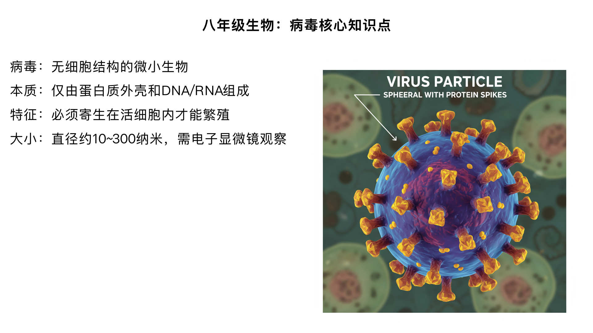 八年级生物 / 细菌和真菌 / 病毒（核心知识点结构化梳理）
一、病毒的基本定义与地位
本质：无细胞结构的生物，仅由蛋白质外壳和内部的遗传物质（DNA 或 RNA） 组成，不能独立完成生命活动，必须寄生在其他生物的活细胞内。
地位：不属于原核生物（无细胞结构），也不属于真核生物，是一类特殊的生物类群；个体极其微小，需用电子显微镜才能观察到（直径约 10~300 纳米）。
二、病毒的形态与结构
（一）形态（多样）
球形（如流感病毒、新冠病毒）
杆形（如烟草花叶病毒）
蝌蚪形（如噬菌体，专门寄生细菌的病毒）
（二）结构（极简，无细胞结构）
结构组成	功能
蛋白质外壳	保护内部遗传物质，识别宿主细胞
内部遗传物质	储存遗传信息，控制病毒繁殖
注意：无细胞膜、细胞质、细胞核，也无叶绿体、线粒体等细胞器，无法独立进行代谢活动。
三、病毒的生命活动（依赖宿主细胞）
（一）营养方式：寄生
必须寄生在活细胞内（如动物细胞、植物细胞、细菌细胞），利用宿主细胞的营养物质（如糖类、蛋白质、核酸）和代谢系统完成自身生命活动。
离开活细胞后，病毒会形成结晶体，停止一切生命活动，再次进入活细胞后才会恢复繁殖。
（二）繁殖方式：复制繁殖（中考重点）
吸附：病毒的蛋白质外壳与宿主细胞表面的受体结合，附着在细胞上；
侵入：病毒将内部的遗传物质注入宿主细胞内，蛋白质外壳留在细胞外；
复制：利用宿主细胞的物质和能量，以病毒遗传物质为模板，合成新的病毒遗传物质和蛋白质外壳；
组装：新合成的遗传物质和蛋白质外壳组装成完整的新病毒；
释放：宿主细胞破裂，新病毒被释放出来，继续感染其他活细胞。
四、病毒的分类（按宿主细胞类型划分）
类别	宿主细胞	常见例子
动物病毒	人和动物细胞	流感病毒、新冠病毒、乙肝病毒、艾滋病病毒（HIV）
植物病毒	植物细胞	烟草花叶病毒、番茄花叶病毒
细菌病毒（噬菌体）	细菌细胞	大肠杆菌噬菌体
五、病毒与人类的关系（有利 + 有害，中考高频考点）
（一）有害方面（主要）
引发传染病：
人类疾病：流感、麻疹、水痘、乙肝、艾滋病（HIV 破坏人体淋巴细胞，导致免疫缺陷）、新冠感染等；
动物疾病：禽流感、口蹄疫等；
植物疾病：烟草花叶病、水稻矮缩病等（导致农作物减产）。
（二）有利方面（应用价值）
作为基因工程的载体：将目的基因导入受体细胞（如利用噬菌体将人类胰岛素基因导入大肠杆菌，生产胰岛素）；
防治有害生物：利用噬菌体防治农业害虫（如棉铃虫）或细菌感染（替代部分抗生素，减少耐药性）；
制作疫苗：通过减毒或灭活的病毒制作疫苗（如流感疫苗、新冠疫苗），刺激人体产生抗体，预防传染病。
六、病毒与细菌、真菌的核心区别（中考必背对比）
对比项目	病毒	细菌	真菌
细胞结构	无细胞结构	有细胞结构（原核生物，无成形细胞核）	有细胞结构（真核生物，有成形细胞核）
遗传物质	DNA 或 RNA	DNA（拟核中）	DNA（细胞核中）
营养方式	寄生（必须依赖活细胞）	寄生、腐生、自养（少数，如蓝细菌）	寄生、腐生（多数）
繁殖方式	复制繁殖	分裂生殖（二分裂，速度快）	孢子生殖（主要）、出芽生殖（如酵母菌）
个体大小	极微小（电子显微镜观察）	微小（光学显微镜观察）	有微小的（如酵母菌），也有大型的（如蘑菇、霉菌）
与人类关系	多数有害，少数有利	多数有益，少数有害	多数有益，少数有害
举例	流感病毒、噬菌体	大肠杆菌、乳酸菌、肺炎链球菌	酵母菌、霉菌、蘑菇
七、中考易错点提醒
病毒不是细胞生物，不能独立生活，“寄生在活细胞内” 是其核心特征（易错点：误认为病毒可以在培养基上培养，实际需用活细胞培养）；
病毒的遗传物质是DNA 或 RNA（二选一），如新冠病毒的遗传物质是 RNA，乙肝病毒的遗传物质是 DNA；
疫苗的原理是利用减毒 / 灭活病毒刺激人体产生抗体，而非直接杀死病毒；
噬菌体仅攻击细菌，可用于治疗细菌感染（如耐药性细菌），对人体细胞无害。