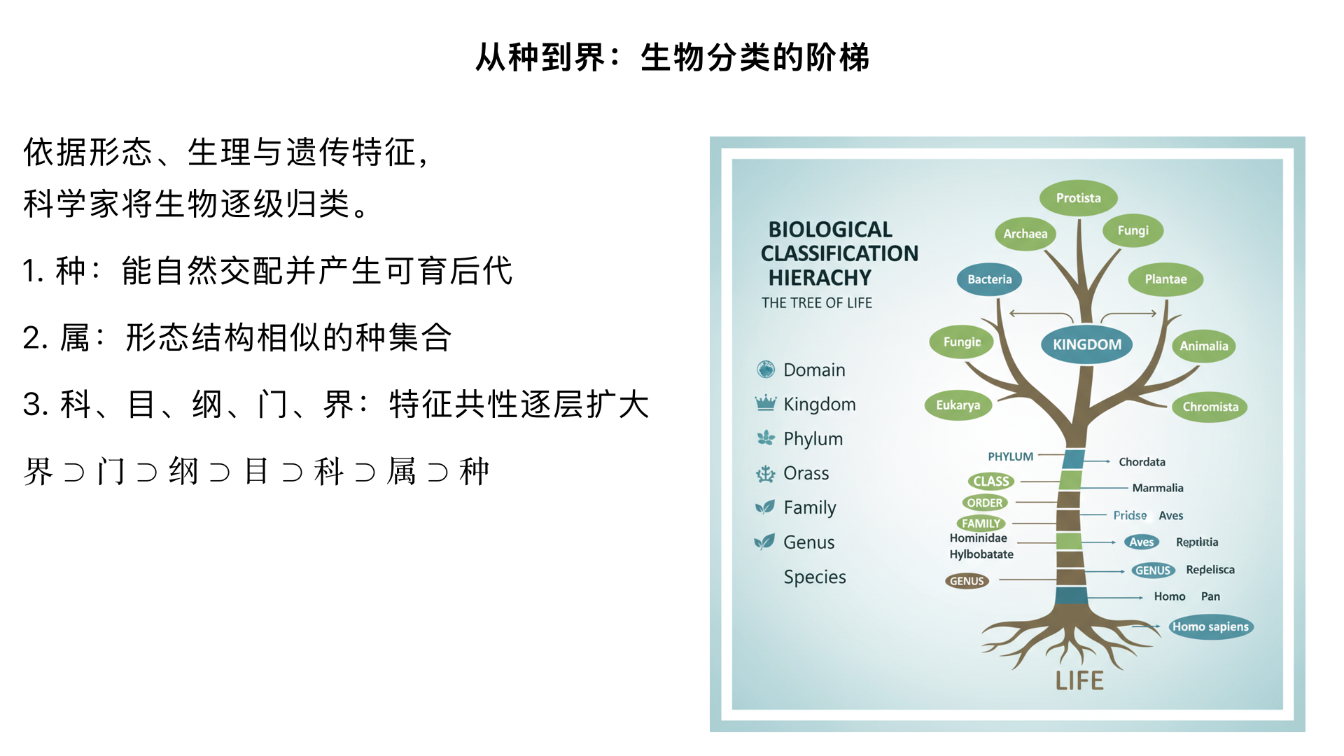 八年级生物 / 根据生物的特征进行分类 / 从种到界