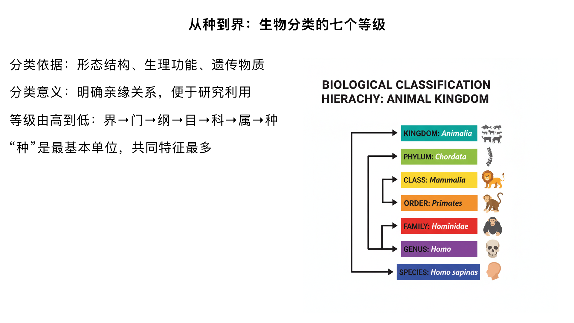 八年级生物 / 根据生物的特征进行分类 / 从种到界
一、核心概念：生物分类的意义与依据
1. 分类意义
便于明确生物间的亲缘关系和进化关系（亲缘关系越近，共同特征越多）。
便于认识和研究生物（如识别物种、保护珍稀生物、利用有益生物）。
2. 分类依据
核心依据：生物的形态结构特征（如植物的根、茎、叶；动物的体型、器官）。
辅助依据：生理功能特征（如呼吸方式、繁殖方式）、遗传物质特征（如 DNA 相似度）。
二、生物分类的七个等级（从大到小）
生物分类等级由高到低依次为：界→门→纲→目→科→属→种（注意：等级顺序不可颠倒，“种” 是最基本单位）。
分类等级	定义与特点	举例（以狼为例）
界	最大分类单位，包含生物种类最多，共同特征最少	动物界（所有动物）
门	界以下的大分类，包含亲缘关系较近的纲	脊索动物门（有脊柱的动物，如狼、人、鸟）
纲	门以下的分类，包含形态、生理功能相似的目	哺乳纲（胎生、哺乳的动物，如狼、狗、猫）
目	纲以下的分类，包含生态习性、行为相似的科	食肉目（以肉类为食，如狼、虎、狮）
科	目以下的分类，包含形态结构高度相似的属	犬科（耳尖直立、嗅觉灵敏，如狼、狗、狐狸）
属	科以下的分类，包含亲缘关系极近的种	犬属（体型中等、性凶猛，如狼、家犬）
种	最基本分类单位，是具有相同形态结构、生理功能，能相互交配并产生可育后代的生物群体	狼种（仅狼这一物种，与家犬虽同属但不同种，杂交后代不可育）
三、关键规律：分类等级与生物特征的关系
1. 核心规律（必记）
分类等级越高（如界、门）：包含生物种类越多，生物间共同特征越少，亲缘关系越远。
分类等级越低（如属、种）：包含生物种类越少，生物间共同特征越多，亲缘关系越近。
2. 实例验证（狼、狗、虎的对比）
生物组合	共同分类等级	共同特征	亲缘关系
狼和狗	属（犬属）	多（外形、习性相似，同属犬科）	近
狼和虎	目（食肉目）	较少（仅同为食肉、哺乳，外形差异大）	较远
狼和鸟	界（动物界）	极少（仅同为动物，呼吸、繁殖方式差异大）	极远
四、“种” 的本质（最基本分类单位）
种的定义：同种生物的个体之间：
形态结构、生理功能几乎完全相同。
能相互交配产生可育后代（关键判断依据）。
易错辨析：
不同种生物交配可能产生后代，但后代不可育（如马和驴杂交产生骡子，骡子无法繁殖，因此马和驴是不同种）。
同种生物的不同个体（如不同毛色的狼）仍属于同一物种。
五、实例：人类的分类等级
界：动物界 → 门：脊索动物门 → 纲：哺乳纲 → 目：灵长目 → 科：人科 → 属：人属 → 种：智人种（现代人类的唯一物种）。
六、易错点与常考点
易错点：
混淆分类等级顺序（“从种到界” 是从低到高，“从界到种” 是从高到低）。
误认为 “属” 或 “科” 是最基本单位（正确：种）。
认为 “共同特征越多，分类等级越高”（正确：共同特征越多，等级越低）。
常考点：
给定两种生物的分类等级，判断亲缘关系远近（共同等级越低，亲缘越近）。
举例说明 “种” 的判断依据（能否产生可育后代）。
写出常见生物的部分分类等级（如桃：植物界→种子植物门→双子叶植物纲→蔷薇目→蔷薇科→桃属→桃种）。