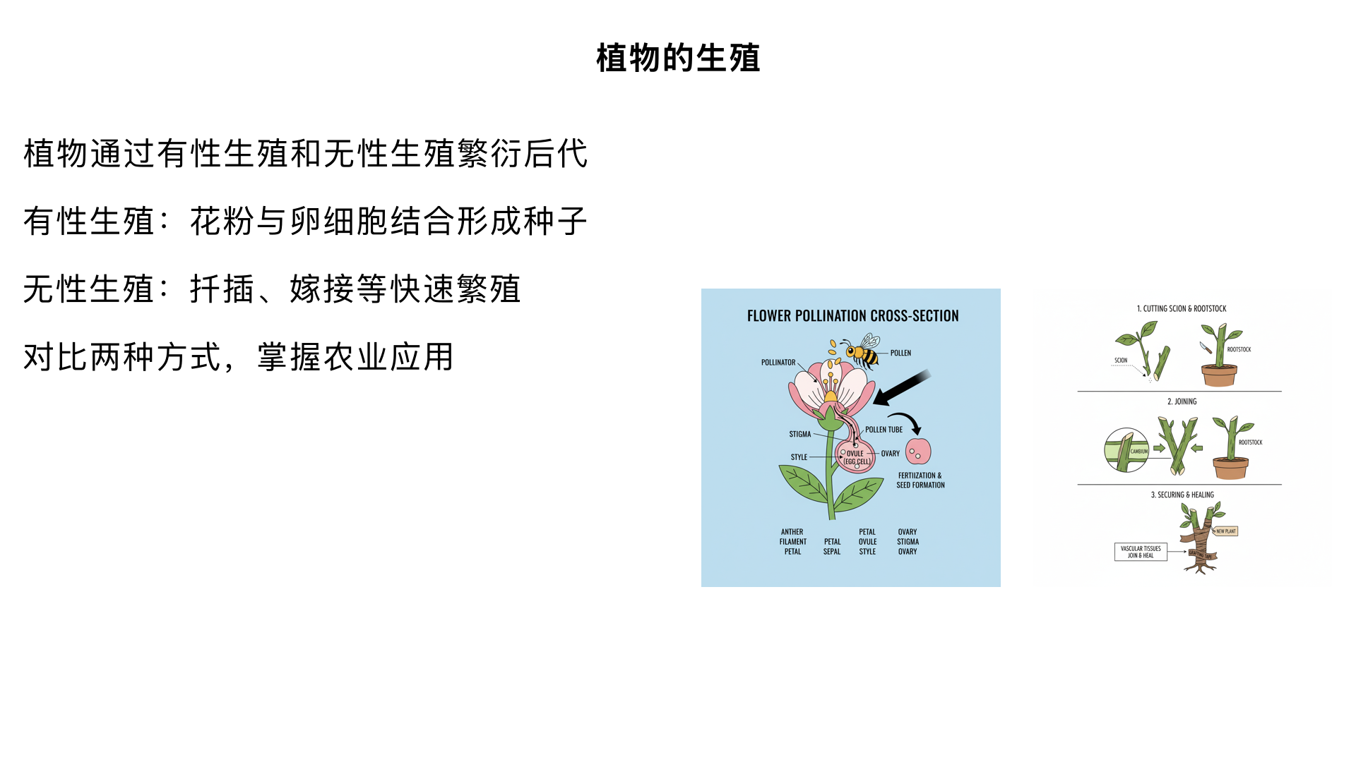 八年级生物 / 生物的生殖和发育 / 植物的生殖
一、核心知识框架
plaintext
植物的生殖
├── 有性生殖（主要生殖方式）
│   ├── 定义：由两性生殖细胞结合形成受精卵，再发育成新个体
│   ├── 过程：开花→传粉→受精→结果（形成种子）
│   ├── 关键结构：花的雄蕊（产生花粉，含精子）、雌蕊（产生卵细胞）
│   ├── 特点：遗传物质来自双亲，后代变异大，适应环境能力强
│   └── 实例：桃、小麦、水稻等被子植物的生殖
├── 无性生殖（辅助生殖方式）
│   ├── 定义：不经过两性生殖细胞结合，由母体直接产生新个体
│   ├── 自然方式：扦插、嫁接、压条、分株、孢子生殖（低等植物）
│   ├── 人工方式：组织培养（利用植物细胞的全能性）
│   ├── 特点：遗传物质与母体一致，后代性状稳定，繁殖速度快
│   └── 实例：马铃薯块茎、草莓匍匐茎、月季扦插、苹果嫁接
└── 有性生殖与无性生殖的对比及应用
二、重点知识详解
（一）有性生殖（被子植物的典型生殖过程）
1. 花的主要生殖结构（高频考点）
结构	功能	关键部分
雄蕊（雄性）	产生花粉，提供精子	花药（含花粉粒）、花丝
雌蕊（雌性）	产生卵细胞，发育成果实和种子	柱头（接受花粉）、花柱、子房（内有胚珠，含卵细胞）
2. 核心过程：开花→传粉→受精→结果
开花：花的各部分成熟，花瓣展开，露出雄蕊和雌蕊（为传粉做准备）。
传粉：花粉从花药落到雌蕊柱头上的过程（植物生殖的关键环节）
分类：自花传粉（如小麦、豌豆，花粉落到同一朵花的柱头）、异花传粉（如桃、苹果，花粉落到另一朵花的柱头，需昆虫或风力辅助）。
受精：精子与卵细胞结合形成受精卵的过程（生物学核心概念）
具体步骤：花粉粒在柱头黏液刺激下萌发→长出花粉管→花粉管穿过花柱进入子房，直达胚珠→花粉管内的 2 个精子释放→1 个精子与卵细胞结合形成受精卵（发育成胚），1 个精子与极核结合形成受精极核（发育成胚乳）→完成双受精（被子植物特有的受精方式）。
结果：受精后，子房发育成果实，胚珠发育成种子，受精卵发育成胚（种子的主要部分，新植物的幼体），花的其他部分（花瓣、雄蕊、花柱）凋落。
3. 意义：后代具有双亲的遗传物质，变异类型多，能更好地适应复杂多变的环境，是植物进化的主要原因。
（二）无性生殖
1. 自然无性生殖方式（常见类型）
生殖方式	操作 / 特点	实例
扦插	剪取植物的茎、叶、根插入土壤，生根发芽	月季、柳树、葡萄
嫁接	将一种植物的芽或枝（接穗）接到另一种植物（砧木）上，形成层紧密结合	苹果、梨、桃（保持优良品种）
压条	将植物的枝条压入土中，生根后与母体分离	桂花、石榴、夹竹桃
分株	从母体上长出新植株，直接分离繁殖	韭菜、蒜、美人蕉
孢子生殖	低等植物（如苔藓、蕨类）产生孢子，孢子萌发成新个体	葫芦藓、肾蕨
2. 人工无性生殖：组织培养（高频考点）
原理：植物细胞的全能性（每个细胞都含有发育成完整植株的全部遗传信息）。
过程：取植物的组织或细胞（如茎尖、叶片）→ 放入无菌培养基 → 诱导分化形成愈伤组织 → 培育成幼苗 → 移栽成活。
优点：繁殖速度极快、短期内大量繁殖优良品种、防止植物病毒侵害（选用无病毒的组织）。
应用：培育兰花、香蕉、脱毒土豆等。
3. 意义：保持母体的优良性状（如果实大小、口感），繁殖速度快，节省时间和成本，适合优良品种的推广。
（三）有性生殖与无性生殖的对比
对比维度	有性生殖	无性生殖
生殖细胞结合	有（精子 + 卵细胞→受精卵）	无
遗传物质来源	双亲遗传物质结合，变异大	仅来自母体，变异小（几乎无）
繁殖速度	较慢（需经历开花、传粉、受精等过程）	较快（直接由母体产生新个体）
适应环境能力	强（变异多，能适应复杂环境）	弱（性状稳定，易受环境变化影响）
应用场景	培育新品种、物种进化	保持优良品种、快速繁殖
三、易混点辨析
“种子繁殖” 一定是有性生殖：种子的胚由受精卵发育而来，因此只要是通过种子繁殖的植物，都属于有性生殖（即使是自花传粉，也经过了两性生殖细胞结合）。
嫁接的关键是 “形成层紧密结合”：接穗和砧木的形成层（位于木质部和韧皮部之间，具有分裂能力）必须对齐并紧密贴合，才能长出新的输导组织，保证营养运输，嫁接成功。
组织培养与扦插、嫁接的区别：组织培养是细胞水平的繁殖，繁殖速度更快，可培育无病毒植株；扦插、嫁接是器官水平的繁殖，操作更简单，适合家庭或农业小规模种植。
四、典型例题与解题思路
例题 1：下列属于有性生殖的是（ ）
A. 马铃薯块茎繁殖 B. 月季扦插繁殖 C. 小麦种子繁殖 D. 草莓匍匐茎繁殖
解题思路：判断核心是 “是否经过两性生殖细胞结合”。A、B、D 均由母体直接产生新个体，无生殖细胞结合，属于无性生殖；C 选项小麦种子的胚由受精卵发育而来，属于有性生殖。
答案：C
例题 2：嫁接成功的关键是什么？为什么嫁接能保持母本的优良性状？
解题思路：第一问联系嫁接的结构原理（形成层的功能）；第二问从无性生殖的遗传物质来源分析（无两性生殖细胞结合，遗传物质与母本一致）。
答案：① 关键是接穗和砧木的形成层紧密结合（形成层具有分裂能力，能分化出输导组织，保证营养和水分运输）；② 嫁接属于无性生殖，新植株的遗传物质仅来自接穗（母本），因此能保持母本的优良性状（如果实品质、花色等）。
五、知识应用与拓展
农业生产中的应用：
无性生殖：果农通过嫁接培育优质苹果、梨（保持果实大、口感好的性状）；菜农通过扦插繁殖月季、葡萄（快速扩大种植规模）。
有性生殖：农民播种小麦、水稻种子（利用有性生殖的变异，培育抗倒伏、抗病虫害的新品种）。
生活中的实例：
家里种植的绿萝，剪一段枝条插入水中就能生根，属于扦插（无性生殖）。
市场上的无籽西瓜，是通过无性生殖繁殖的（无籽西瓜不能形成种子，需通过嫁接或组织培养繁殖）。