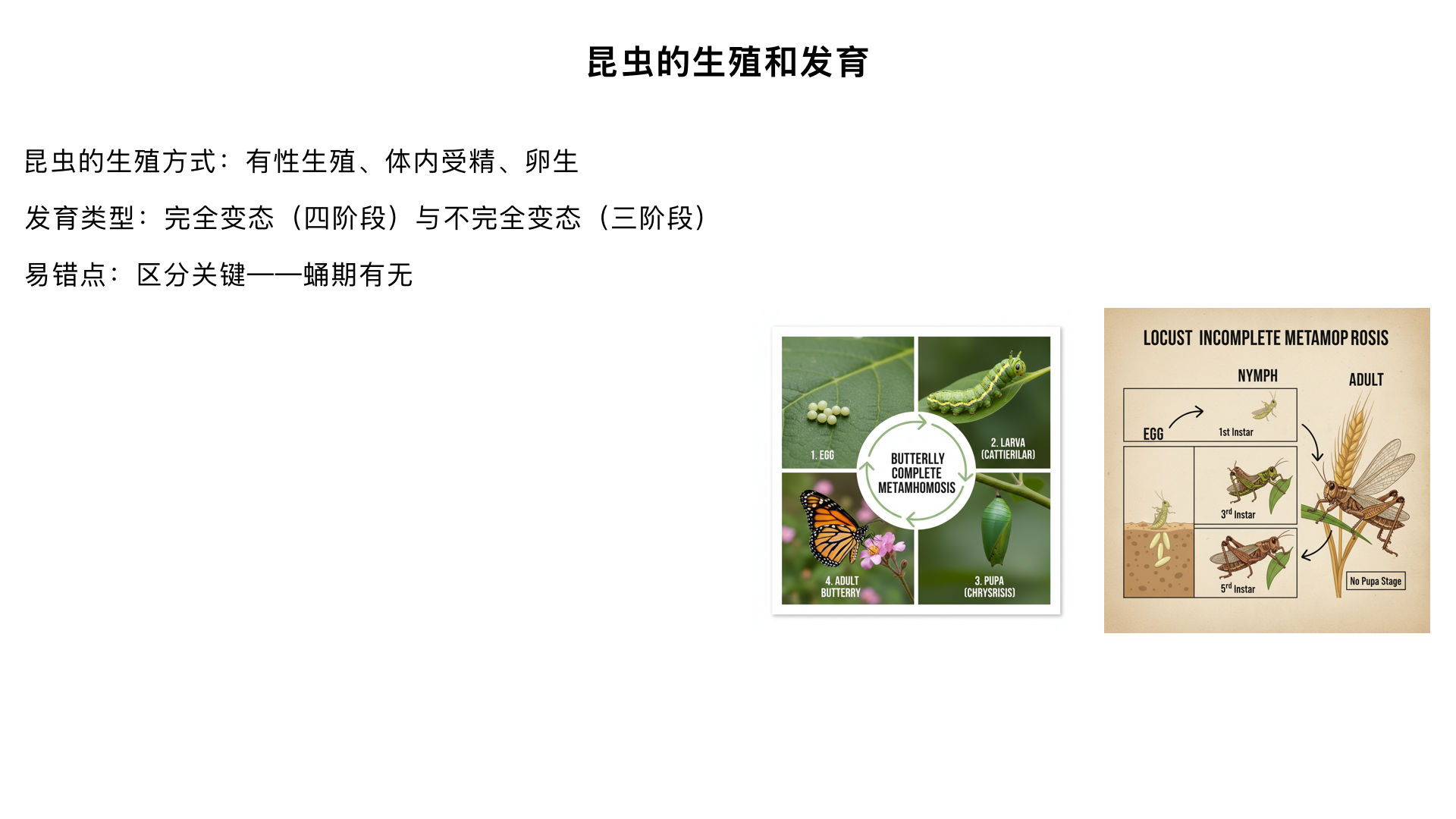 八年级生物 / 生物的生殖和发育 / 昆虫的生殖和发育
核心考点总览
昆虫的生殖方式（有性生殖、体内受精、卵生）
昆虫的两种发育类型（完全变态发育、不完全变态发育）
典型代表动物及发育过程
昆虫生殖发育与人类的关系
易错点：区分两种发育类型的关键特征（蛹期的有无）
一、昆虫的生殖特点（基础必备）
1. 生殖方式：有性生殖（绝大多数昆虫）
核心流程：雌雄个体通过交配，雄性精子与雌性卵细胞在体内结合形成受精卵（体内受精），受精卵发育成新个体。
补充：部分昆虫（如蚜虫）可进行孤雌生殖（无需交配，雌性直接产卵发育），但考试重点为有性生殖。
2. 产卵特征
产卵场所：与幼虫食性匹配（如菜粉蝶产卵于十字花科植物叶片，蝗虫产卵于土壤中），保证幼虫孵化后有充足食物。
产卵数量：多数昆虫产卵量大（如一只雌蝗虫可产数百枚卵），提高后代存活概率。
二、昆虫的发育类型（重点核心）
昆虫的发育过程会经历 “形态结构、生活习性” 的显著变化，称为变态发育，分为两大类型：
（一）完全变态发育（“四阶段” 发育）
1. 定义
昆虫的发育经过 卵→幼虫→蛹→成虫 四个时期，幼虫与成虫在形态结构、生活习性上差异极大。
2. 发育过程解析
时期	核心特征	举例（家蚕）
卵	微小、椭圆形，在桑叶上孵化	受精卵在适宜温度下约 10 天孵化
幼虫	主要任务：取食、生长（蜕皮多次）	家蚕幼虫（蚕宝宝），吃桑叶，身体柔软，有环节
蛹	不食不动，内部进行器官重组（幼虫→成虫的过渡阶段）	蚕吐丝结茧，茧内形成蛹，外观呈椭圆形
成虫	具备飞行、繁殖能力，形态与幼虫差异大	蚕蛾，有翅、触角，可交配产卵，不再取食桑叶
3. 典型代表动物
家蚕、蜜蜂、菜粉蝶、蚊、蝇、蝴蝶（记忆口诀：“蚕蜂蝶蚊蝇，完全变态行”）
（二）不完全变态发育（“三阶段” 发育）
1. 定义
昆虫的发育经过 卵→若虫→成虫 三个时期，若虫与成虫在形态结构、生活习性上相似（只是身体较小、生殖器官未成熟），无蛹期。
2. 发育过程解析（以蝗虫为例）
时期	核心特征	细节说明
卵	埋在土壤中，形成卵块，越冬后孵化	受精卵在土壤中经历低温期，次年春天孵化
若虫	又称 “跳蝻”，形态似成虫，无翅（或翅芽），生殖器官未成熟，蜕皮 5 次	吃植物叶片，运动方式为跳跃，每次蜕皮后身体长大
成虫	翅完全发育，生殖器官成熟，可交配产卵	具备飞行能力，取食范围扩大，是危害农作物的主要时期
3. 典型代表动物
蝗虫、蟋蟀、蝼蛄、螳螂、蝉（记忆口诀：“蝗蟋蝼螳蝉，不完全变态显”）
（三）两种发育类型对比表（必背重点）
对比维度	完全变态发育	不完全变态发育
发育时期	卵→幼虫→蛹→成虫（4 个）	卵→若虫→成虫（3 个）
关键区别	有蛹期（器官重组）	无蛹期
幼虫与成虫差异	极大（如蚕宝宝 vs 蚕蛾）	较小（如跳蝻 vs 蝗虫）
代表动物	家蚕、蜜蜂、蝴蝶、蚊、蝇	蝗虫、蟋蟀、蝉、螳螂
三、昆虫发育的特殊现象（拓展考点）
1. 蜕皮现象
原因：昆虫体表有外骨骼（坚硬，保护身体），但外骨骼不能随身体生长而生长，因此幼虫 / 若虫会定期蜕皮（脱掉旧外骨骼，长出新的更大外骨骼）。
举例：家蚕幼虫蜕皮 4 次，蝗虫若虫蜕皮 5 次。
2. 滞育现象
定义：部分昆虫在发育过程中，因环境条件（如低温、干旱）不适宜，会停止生长发育（如蝗虫卵在土壤中越冬），待条件适宜时再继续发育，是适应环境的生存策略。
四、昆虫生殖发育与人类的关系（应用考点）
1. 有益方面
提供产品：家蚕吐丝（丝绸原料）、蜜蜂采蜜（蜂蜜、蜂蜡）、白蜡虫分泌白蜡。
生物防治：利用昆虫发育规律防治害虫（如释放赤眼蜂卵寄生松毛虫卵，控制松毛虫数量）。
传粉作用：蜜蜂、蝴蝶等成虫为植物传粉，促进农作物和植物繁殖。
2. 有害方面
破坏农作物：蝗虫成虫、菜粉蝶幼虫（菜青虫）啃食农作物叶片，造成减产。
传播疾病：蚊的幼虫（孑孓）在水中发育，成虫叮咬人传播疟疾、登革热；蝇传播消化道疾病。
防治措施：针对发育弱点（如蝗虫产卵于土壤，可深耕土壤破坏卵块；菜青虫是幼虫危害，可在幼虫期喷洒农药）。
五、易错点与易混点辨析（高频考点）
判断发育类型的关键：是否有 “蛹期”（有蛹期→完全变态，无蛹期→不完全变态）。
易混动物区分：
蝉（知了）：不完全变态（卵→若虫→成虫，若虫在土壤中生活数年，成虫出土蜕皮）。
蝴蝶：完全变态（卵→幼虫→蛹→成虫，蛹期在植物上结茧）。
术语易错：“若虫” 仅用于不完全变态发育，完全变态发育的幼虫不能称为 “若虫”（如蚕宝宝是幼虫，不是若虫）。
蜕皮次数：幼虫 / 若虫蜕皮次数是固定的（由遗传决定），与生长发育同步。