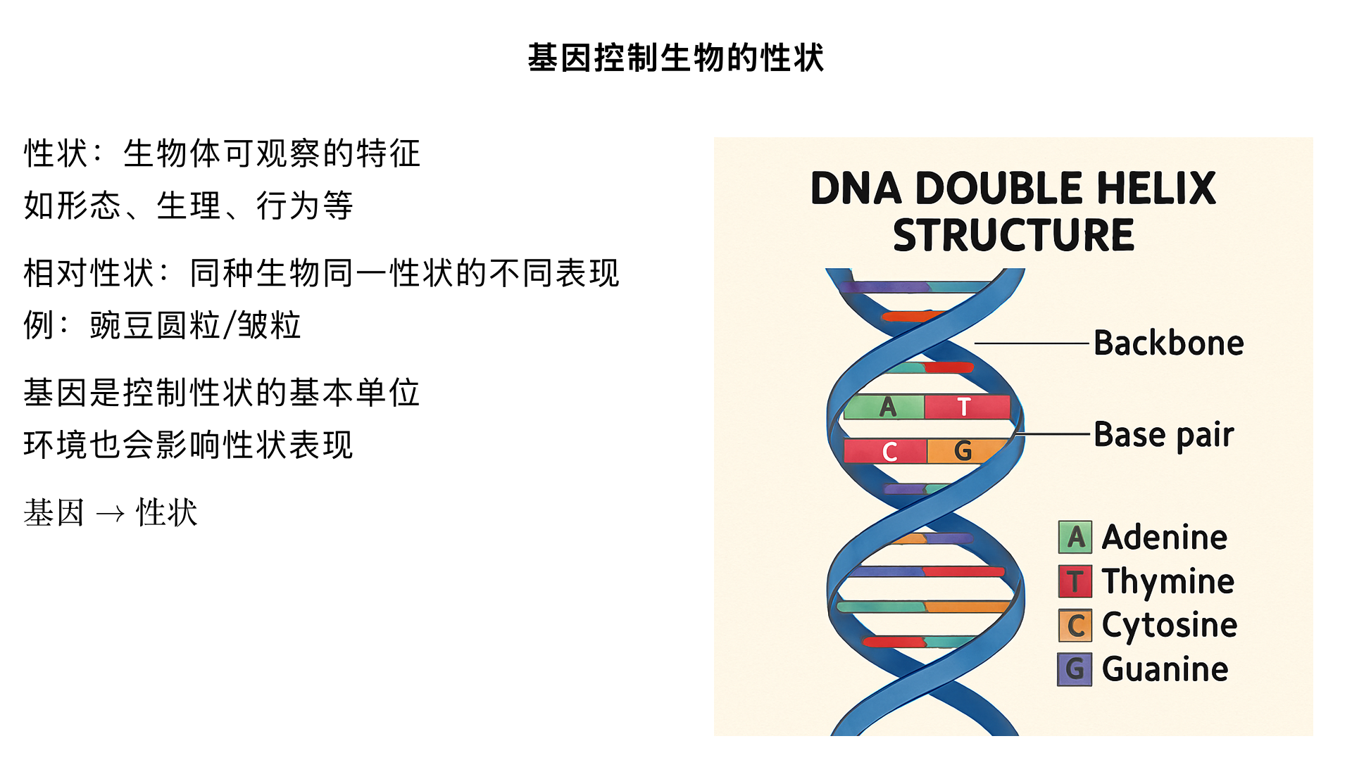 八年级生物 / 生物的遗传和变异 / 基因控制生物的性状
一、核心知识点梳理（结构化体系）
（一）性状的概念与分类
定义：生物体形态结构、生理特征和行为方式等的总称（是生物表现出来的可观察、可测量的特征）。
例：形态结构（豌豆的圆粒 / 皱粒、人的单眼皮 / 双眼皮、树的高度）；
生理特征（人的血型、植物的抗病性、动物的消化能力）；
行为方式（蜜蜂的舞蹈、狗的攻击性、鸟类的迁徙习性）。
相对性状：同种生物同一性状的不同表现形式（三个关键条件：同种生物、同一性状、不同表现）。
正确实例：番茄的红果 / 黄果、果蝇的长翅 / 残翅、人的直发 / 卷发；
错误实例：狗的黑毛 / 猫的白毛（不同种生物）、人的身高 / 体重（不同性状）、豌豆的圆粒 / 高茎（不同性状）。
（二）基因控制生物的性状（核心结论）
经典实验证据 —— 转基因超级鼠的培育
实验步骤	操作细节	实验现象	实验结论
1. 受精卵处理	用显微注射器将大鼠生长激素基因注入小鼠受精卵的细胞核中	注入基因的受精卵发育成的小鼠体型明显大于普通小鼠（超级鼠）	基因控制生物的性状（注入的生长激素基因决定了鼠的体型大小）
2. 胚胎移植	将处理后的受精卵移植到代孕小鼠的子宫内	代孕小鼠正常孕育并分娩	代孕母鼠仅提供发育场所，不影响性状表现
3. 性状对比	超级鼠与普通小鼠（未注入基因）的体型差异显著	性状由基因决定，而非环境或代孕母鼠的遗传物质	
基因与性状的关系
基因是控制生物性状的基本单位（基因→性状的 “控制者”）；
一个性状可能由一个或多个基因控制（如人的身高受多个基因共同影响）；
性状≠仅由基因决定：环境因素会影响性状的表现（例：萝卜的地上部分是绿色，地下部分是白色 —— 基因决定萝卜能合成叶绿素，而光照（环境）决定叶绿素是否表达）。
（三）基因、DNA 与染色体的关系（遗传物质的层级结构）
层级关系：细胞 → 细胞核 → 染色体 → DNA → 基因（从宏观到微观）
染色体：细胞核中易被碱性染料染成深色的物质，由 DNA 和蛋白质组成（体细胞中染色体成对存在，生殖细胞中成单存在）；
DNA：脱氧核糖核酸，是主要的遗传物质，呈双螺旋结构（一条染色体通常包含一个 DNA 分子）；
基因：DNA 分子上有遗传效应的片段（一个 DNA 分子上有多个基因，不同基因控制不同性状）。
通俗比喻：染色体是 “DNA 的载体”（如书架），DNA 是 “遗传信息的长链”（如书籍），基因是 “DNA 上有特定功能的片段”（如书籍中的具体章节）。
（四）遗传物质的传递逻辑
亲代通过生殖细胞（精子 / 卵细胞）将基因传递给子代；
子代体细胞中的基因一半来自父方，一半来自母方，因此子代的性状会表现出亲代的遗传特征。
二、重点难点突破
（一）易混淆概念辨析
性状 vs 相对性状：关键看是否满足 “同种生物、同一性状、不同表现”—— 如 “人的黑皮肤和白皮肤” 是相对性状，“人的黑皮肤和黄头发” 不是。
基因 vs DNA vs 染色体：染色体包含 DNA 和蛋白质，DNA 是遗传物质，基因是 DNA 上有功能的片段（三者是 “包含与被包含” 关系，而非并列关系）。
基因控制性状 vs 环境影响性状：基因是 “根本原因”，环境是 “影响因素”—— 如基因型相同的水稻，在肥沃土壤中长得更高，但水稻的 “长高潜能” 由基因决定。
（二）核心实验深度解读（转基因超级鼠）
实验关键变量：是否注入大鼠生长激素基因（自变量），鼠的体型大小（因变量）。
对照设置：未注入基因的普通小鼠与超级鼠形成对照，排除其他因素干扰。
结论延伸：证明基因可以直接控制生物的性状，且基因能在不同生物间传递（大鼠基因可在小鼠体内表达）。
三、典型例题与解析（同步课程考点）
（一）基础题（概念判断）
下列属于相对性状的是（ ）
A. 狗的长毛和卷毛 B. 豌豆的高茎和小麦的矮茎 C. 人的单眼皮和双眼皮 D. 番茄的红果和大果
答案：C 解析：A 是不同性状（长毛 / 卷毛），B 是不同种生物，D 是不同性状（红果 / 大果），只有 C 符合 “同种生物、同一性状、不同表现”。
（二）实验分析题
转基因超级鼠的培育实验中，科学家将大鼠生长激素基因注入小鼠受精卵，结果小鼠发育成超级鼠。请回答：
（1）该实验的自变量是__________，因变量是__________。
（2）该实验证明了__________。
（3）若将超级鼠的受精卵移植到普通小鼠子宫内，后代是否还是超级鼠？为什么？
答案：（1）是否注入大鼠生长激素基因；鼠的体型大小 （2）基因控制生物的性状 （3）是；超级鼠的受精卵中含有大鼠生长激素基因，基因会随生殖细胞传递给后代，控制性状表达。
（三）综合应用题
萝卜裸露在地面的部分是绿色，埋在地下的部分是白色。请解释这一现象。
答案：萝卜的基因决定了它能合成叶绿素（控制 “合成叶绿素” 这一性状）；但叶绿素的合成需要光照（环境因素）。裸露在地面的部分接受光照，叶绿素合成，表现为绿色；地下部分无光照，叶绿素无法合成，表现为白色。这说明性状是基因和环境共同作用的结果。
四、学习拓展与备考建议
生活联系：关注转基因技术的应用（如转基因抗虫棉、转基因大豆），理解 “基因控制性状” 在农业、医药中的实际价值。
备考重点：
相对性状的判断（高频选择题考点）；
转基因超级鼠实验的结论和变量分析（实验探究题考点）；
基因、DNA、染色体的关系（图解题、填空题考点）。
记忆技巧：用 “层级口诀” 记忆遗传物质关系 ——“染色体在细胞核，DNA 在染色体上，基因是 DNA 的片段，控制性状靠基因”。
