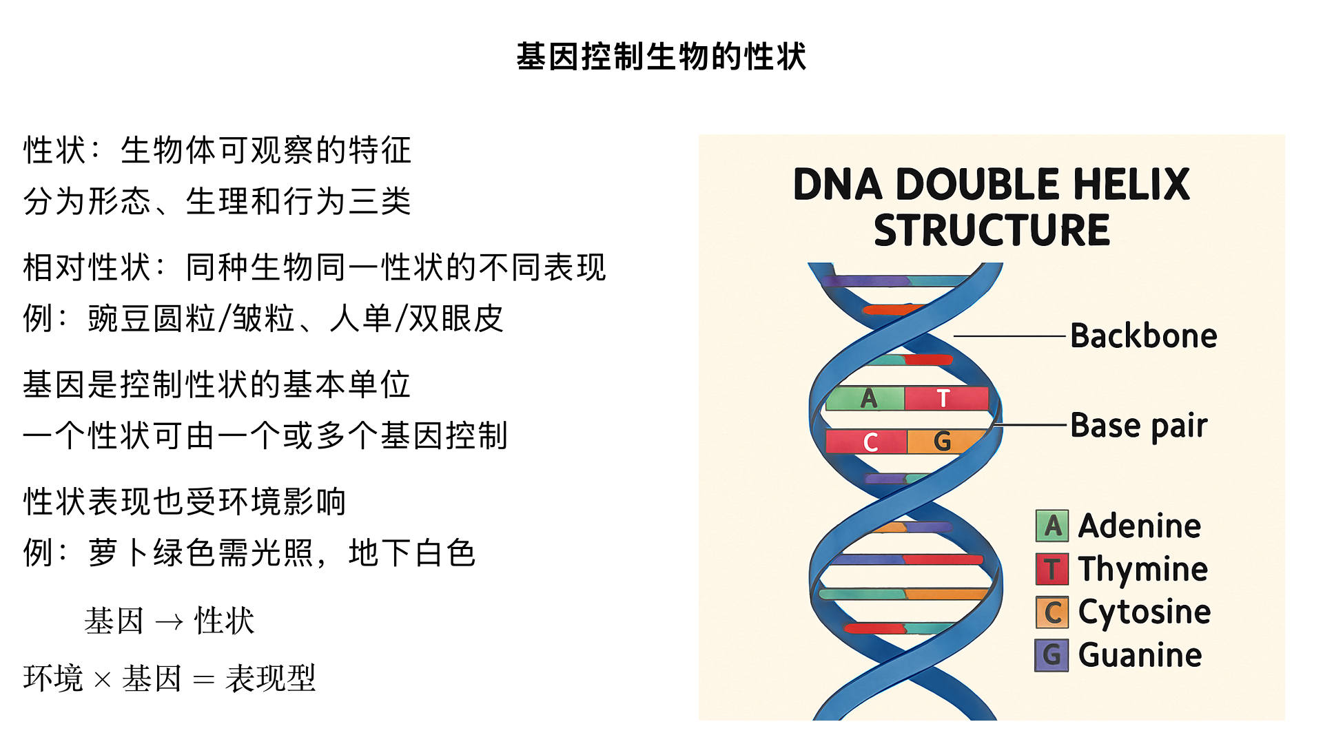 八年级生物 / 生物的遗传和变异 / 基因控制生物的性状 一、核心知识点梳理（结构化体系） （一）性状的概念与分类 定义：生物体形态结构、生理特征和行为方式等的总称（是生物表现出来的可观察、可测量的特征）。 例：形态结构（豌豆的圆粒 / 皱粒、人的单眼皮 / 双眼皮、树的高度）； 生理特征（人的血型、植物的抗病性、动物的消化能力）； 行为方式（蜜蜂的舞蹈、狗的攻击性、鸟类的迁徙习性）。 相对性状：同种生物同一性状的不同表现形式（三个关键条件：同种生物、同一性状、不同表现）。 正确实例：番茄的红果 / 黄果、果蝇的长翅 / 残翅、人的直发 / 卷发； 错误实例：狗的黑毛 / 猫的白毛（不同种生物）、人的身高 / 体重（不同性状）、豌豆的圆粒 / 高茎（不同性状）。 （二）基因控制生物的性状（核心结论） 经典实验证据 —— 转基因超级鼠的培育 实验步骤 操作细节 实验现象 实验结论 1. 受精卵处理 用显微注射器将大鼠生长激素基因注入小鼠受精卵的细胞核中 注入基因的受精卵发育成的小鼠体型明显大于普通小鼠（超级鼠） 基因控制生物的性状（注入的生长激素基因决定了鼠的体型大小） 2. 胚胎移植 将处理后的受精卵移植到代孕小鼠的子宫内 代孕小鼠正常孕育并分娩 代孕母鼠仅提供发育场所，不影响性状表现 3. 性状对比 超级鼠与普通小鼠（未注入基因）的体型差异显著 性状由基因决定，而非环境或代孕母鼠的遗传物质 基因与性状的关系 基因是控制生物性状的基本单位（基因→性状的 “控制者”）； 一个性状可能由一个或多个基因控制（如人的身高受多个基因共同影响）； 性状≠仅由基因决定：环境因素会影响性状的表现（例：萝卜的地上部分是绿色，地下部分是白色 —— 基因决定萝卜能合成叶绿素，而光照（环境）决定叶绿素是否表达）。 （三）基因、DNA 与染色体的关系（遗传物质的层级结构） 层级关系：细胞 → 细胞核 → 染色体 → DNA → 基因（从宏观到微观） 染色体：细胞核中易被碱性染料染成深色的物质，由 DNA 和蛋白质组成（体细胞中染色体成对存在，生殖细胞中成单存在）； DNA：脱氧核糖核酸，是主要的遗传物质，呈双螺旋结构（一条染色体通常包含一个 DNA 分子）； 基因：DNA 分子上有遗传效应的片段（一个 DNA 分子上有多个基因，不同基因控制不同性状）。 通俗比喻：染色体是 “DNA 的载体”（如书架），DNA 是 “遗传信息的长链”（如书籍），基因是 “DNA 上有特定功能的片段”（如书籍中的具体章节）。 （四）遗传物质的传递逻辑 亲代通过生殖细胞（精子 / 卵细胞）将基因传递给子代； 子代体细胞中的基因一半来自父方，一半来自母方，因此子代的性状会表现出亲代的遗传特征。 二、重点难点突破 （一）易混淆概念辨析 性状 vs 相对性状：关键看是否满足 “同种生物、同一性状、不同表现”—— 如 “人的黑皮肤和白皮肤” 是相对性状，“人的黑皮肤和黄头发” 不是。 基因 vs DNA vs 染色体：染色体包含 DNA 和蛋白质，DNA 是遗传物质，基因是 DNA 上有功能的片段（三者是 “包含与被包含” 关系，而非并列关系）。 基因控制性状 vs 环境影响性状：基因是 “根本原因”，环境是 “影响因素”—— 如基因型相同的水稻，在肥沃土壤中长得更高，但水稻的 “长高潜能” 由基因决定。 （二）核心实验深度解读（转基因超级鼠） 实验关键变量：是否注入大鼠生长激素基因（自变量），鼠的体型大小（因变量）。 对照设置：未注入基因的普通小鼠与超级鼠形成对照，排除其他因素干扰。 结论延伸：证明基因可以直接控制生物的性状，且基因能在不同生物间传递（大鼠基因可在小鼠体内表达）。 三、典型例题与解析（同步课程考点） （一）基础题（概念判断） 下列属于相对性状的是（ ） A. 狗的长毛和卷毛 B. 豌豆的高茎和小麦的矮茎 C. 人的单眼皮和双眼皮 D. 番茄的红果和大果 答案：C 解析：A 是不同性状（长毛 / 卷毛），B 是不同种生物，D 是不同性状（红果 / 大果），只有 C 符合 “同种生物、同一性状、不同表现”。 （二）实验分析题 转基因超级鼠的培育实验中，科学家将大鼠生长激素基因注入小鼠受精卵，结果小鼠发育成超级鼠。请回答： （1）该实验的自变量是__________，因变量是__________。 （2）该实验证明了__________。 （3）若将超级鼠的受精卵移植到普通小鼠子宫内，后代是否还是超级鼠？为什么？ 答案：（1）是否注入大鼠生长激素基因；鼠的体型大小 （2）基因控制生物的性状 （3）是；超级鼠的受精卵中含有大鼠生长激素基因，基因会随生殖细胞传递给后代，控制性状表达。 （三）综合应用题 萝卜裸露在地面的部分是绿色，埋在地下的部分是白色。请解释这一现象。 答案：萝卜的基因决定了它能合成叶绿素（控制 “合成叶绿素” 这一性状）；但叶绿素的合成需要光照（环境因素）。裸露在地面的部分接受光照，叶绿素合成，表现为绿色；地下部分无光照，叶绿素无法合成，表现为白色。这说明性状是基因和环境共同作用的结果。 四、学习拓展与备考建议 生活联系：关注转基因技术的应用（如转基因抗虫棉、转基因大豆），理解 “基因控制性状” 在农业、医药中的实际价值。 备考重点： 相对性状的判断（高频选择题考点）； 转基因超级鼠实验的结论和变量分析（实验探究题考点）； 基因、DNA、染色体的关系（图解题、填空题考点）。 记忆技巧：用 “层级口诀” 记忆遗传物质关系 ——“染色体在细胞核，DNA 在染色体上，基因是 DNA 的片段，控制性状靠基因”。