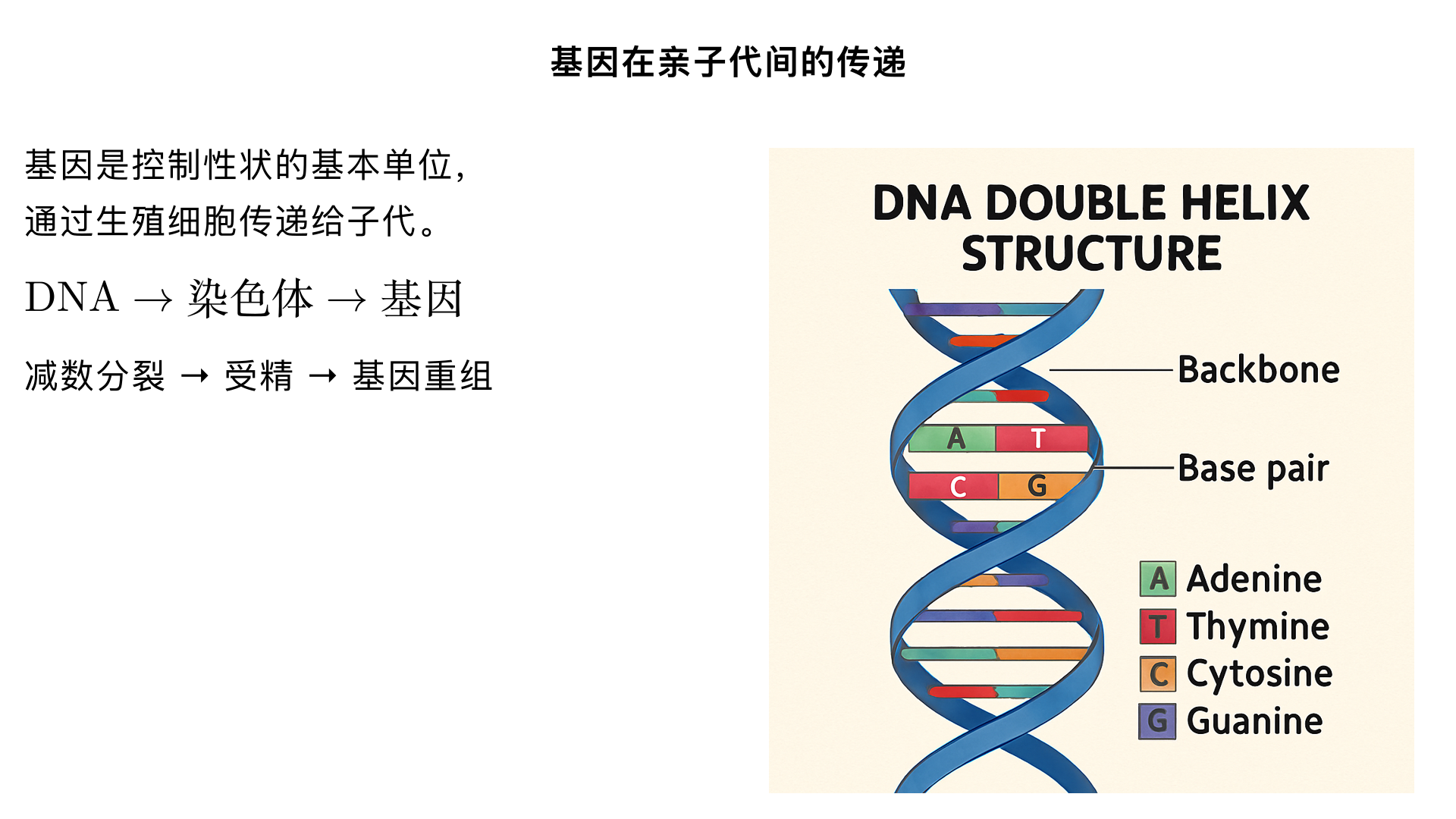 八年级生物 / 生物的遗传和变异 / 基因在亲子代间的传递
一、核心概念（必掌握）
基因：有遗传效应的 DNA 片段，是控制生物性状的基本单位（如控制眼皮单双、血型的片段）。
染色体：细胞核内易被碱性染料染成深色的物质，由 DNA 和蛋白质组成，是基因的 “载体”。
DNA：主要的遗传物质，呈双螺旋结构，一条染色体通常包含 1 个 DNA 分子，1 个 DNA 分子上有多个基因。
生殖细胞：精子和卵细胞（配子），是基因从亲代传递到子代的 “桥梁”。
二、知识点拆解（按逻辑递进）
（一）染色体、DNA、基因的关系（层级关系）
层级	包含关系	数量对应（人体为例）
染色体	由 DNA + 蛋白质组成	体细胞中 23 对（46 条），成对存在
DNA	长链状遗传物质，含多个基因	1 条染色体 ≈ 1 个 DNA 分子
基因	有遗传效应的 DNA 片段	1 个 DNA 分子 ≈ 数万 - 数十万个基因
通俗比喻：染色体像 “文件夹”，DNA 像文件夹里的 “文件”，基因像文件中 “有具体功能的文字段落”。
（二）生殖过程中染色体的变化（基因传递的关键）
1. 亲代体细胞与生殖细胞的染色体差异
体细胞：染色体成对存在（如人体体细胞 23 对，玉米 20 对），基因也成对存在（位于成对染色体的相同位置，称为 “等位基因”）。
生殖细胞：染色体成单存在（数量是体细胞的一半，如人体精子 / 卵细胞 23 条），基因也成单存在。
2. 染色体减半的原因：减数分裂
亲代在形成精子或卵细胞时，细胞会进行减数分裂：成对的染色体彼此分离，分别进入不同的生殖细胞中。
结果：生殖细胞的染色体数量 = 体细胞的 1/2（保证亲子代染色体数量稳定）。
3. 受精作用：染色体恢复成对
精子和卵细胞结合形成受精卵时，精子的 23 条染色体与卵细胞的 23 条染色体配对，受精卵的染色体恢复为 23 对（46 条）。
基因传递：受精卵中的基因一半来自父方（精子），一半来自母方（卵细胞），进而发育成子代个体。
（三）基因传递的途径
亲代 → 生殖细胞（精子 / 卵细胞）→ 受精卵 → 子代
子代的每一个体细胞中，都含有与亲代体细胞相同数量的染色体，基因也随之传递，因此子代会表现出亲代的部分性状。
（四）实例验证（人体染色体传递）
细胞类型	染色体数量（对 / 条）	基因状态
父亲体细胞	23 对（46 条）	成对存在
母亲体细胞	23 对（46 条）	成对存在
精子（父方生殖细胞）	23 条（成单）	成单存在
卵细胞（母方生殖细胞）	23 条（成单）	成单存在
受精卵	23 对（46 条）	成对存在（一半来自父方，一半来自母方）
子代体细胞	23 对（46 条）	成对存在（与亲代一致）
三、关键结论（常考核心）
基因的传递依赖于染色体的传递，本质是生殖细胞的形成（减数分裂）和受精作用保证了亲子代间基因的连续性。
亲子代间染色体数量的稳定：减数分裂使生殖细胞染色体减半，受精作用使受精卵染色体恢复亲代水平。
子代的基因一半来自父方，一半来自母方，因此子代性状会同时表现出父母双方的遗传特征。