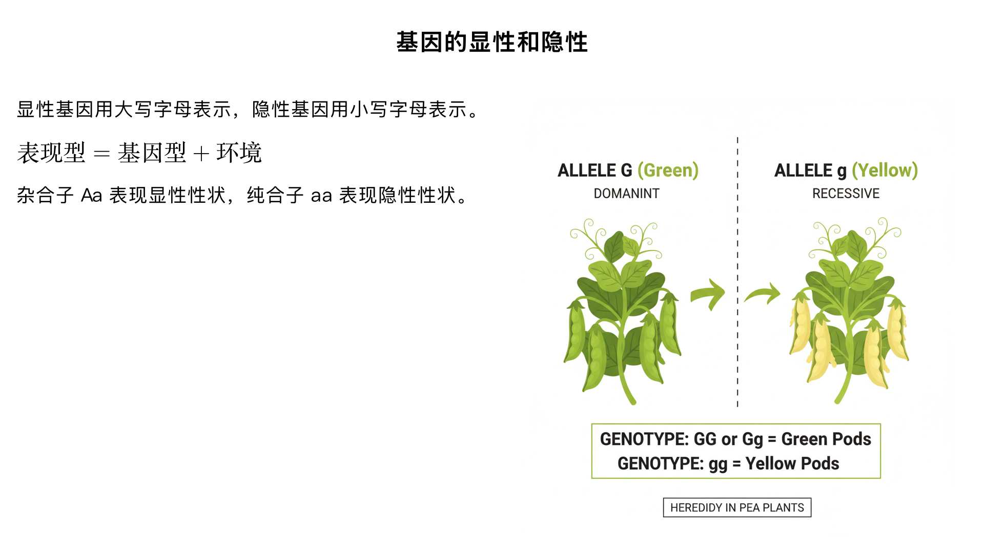 八年级生物 / 生物的遗传和变异 / 基因的显性和隐性
一、核心考点梳理（课标要求）
理解显性基因、隐性基因的概念及表示方法
掌握基因的显性和隐性与性状表现的关系
了解孟德尔豌豆杂交实验的过程和结论
明确近亲结婚的危害及相关法律规定
二、基础知识详解
（一）基因的显性和隐性定义
显性基因：控制显性性状的基因，用大写英文字母表示（如 A、B、D），只要存在一个显性基因，就会表现出对应的显性性状。
隐性基因：控制隐性性状的基因，用小写英文字母表示（如 a、b、d），只有当两个基因都是隐性（即纯合子 aa）时，才会表现出隐性性状；若与显性基因共存（杂合子 Aa），隐性性状会被掩盖，不表现。
（二）孟德尔的豌豆杂交实验（经典实验）
1. 实验背景
孟德尔通过对豌豆 7 对相对性状（如高茎 × 矮茎、圆粒 × 皱粒）的杂交实验，发现了基因的显性和隐性规律。
2. 核心实验（以高茎豌豆 × 矮茎豌豆为例）
杂交组合	亲代基因型	生殖细胞基因	子代基因型	子代表现型
高茎 × 矮茎（纯合子）	DD × dd	D、D 和 d、d	全部为 Dd	全部为高茎（显性性状）
子一代自交（Dd×Dd）	Dd × Dd	D、d 和 D、d	1DD : 2Dd : 1dd	3 高茎 : 1 矮茎（显性：隐性 = 3:1）
3. 实验结论
生物的性状由基因控制，基因有显性和隐性之分。
体细胞中基因成对存在，生殖细胞中基因成单存在（减数分裂时成对基因分离）。
当显性基因和隐性基因同时存在时，显性基因控制的性状表现，隐性基因不表现但会遗传。
（三）基因型与表现型的关系
基因型：生物个体的基因组成（如 DD、Dd、dd）。
表现型：生物个体表现出的性状（如高茎、矮茎）。
关系：表现型由基因型决定，但会受环境影响；同一表现型可能对应多种基因型（如高茎对应 DD 或 Dd），同一基因型一般对应一种表现型（除环境影响外）。
（四）近亲结婚的危害
近亲定义：直系血亲和三代以内的旁系血亲（如父母与子女、兄弟姐妹、堂 / 表兄弟姐妹）。
危害原理：近亲携带相同隐性致病基因的概率远高于非近亲。若双方都携带隐性致病基因（如 Aa×Aa），子代出现隐性遗传病（aa）的概率会显著增加（如白化病、血友病、苯丙酮尿症等）。
法律规定：我国《婚姻法》明确禁止近亲结婚，以降低隐性遗传病的发病率。
三、重点难点突破
（一）隐性性状的 “隐藏” 与 “显现” 规律
杂合子（Aa）中，隐性基因（a）不表现性状，但会遗传给子代；
只有当子代从父母双方各获得一个隐性基因（aa）时，隐性性状才会显现；
示例：父母均为双眼皮（Dd），子代可能出现单眼皮（dd），概率为 25%。
（二）遗传图解的绘制步骤（必考技能）
确定亲代的基因型和表现型；
写出亲代产生的生殖细胞基因（成对基因分离，成单存在）；
用 “棋盘法” 或 “交叉法” 结合生殖细胞基因，得出子代基因型；
根据基因型判断子代表现型；
统计子代基因型和表现型的比例。
示例：亲代均为杂合子高茎（Dd×Dd）
plaintext
      父方生殖细胞：  D      d
母方生殖细胞
D            DD（高茎）  Dd（高茎）
d            Dd（高茎）  dd（矮茎）
子代基因型比例：DD:Dd:dd=1:2:1；表现型比例：高茎：矮茎 = 3:1。
（三）常见误区纠正
误区 1：“显性基因一定比隐性基因多”—— 基因的显隐性与数量无关，只与控制性状的表达能力有关。
误区 2：“杂合子（Aa）表现为中间性状”—— 显性基因会完全掩盖隐性基因，表现为显性性状（如 Dd 为高茎，不会是中等高度）。
误区 3：“近亲结婚一定会生出患病孩子”—— 只是患病概率显著增加，并非绝对（如 Aa×Aa 子代患病概率为 25%，AA×Aa 子代无患病可能）。