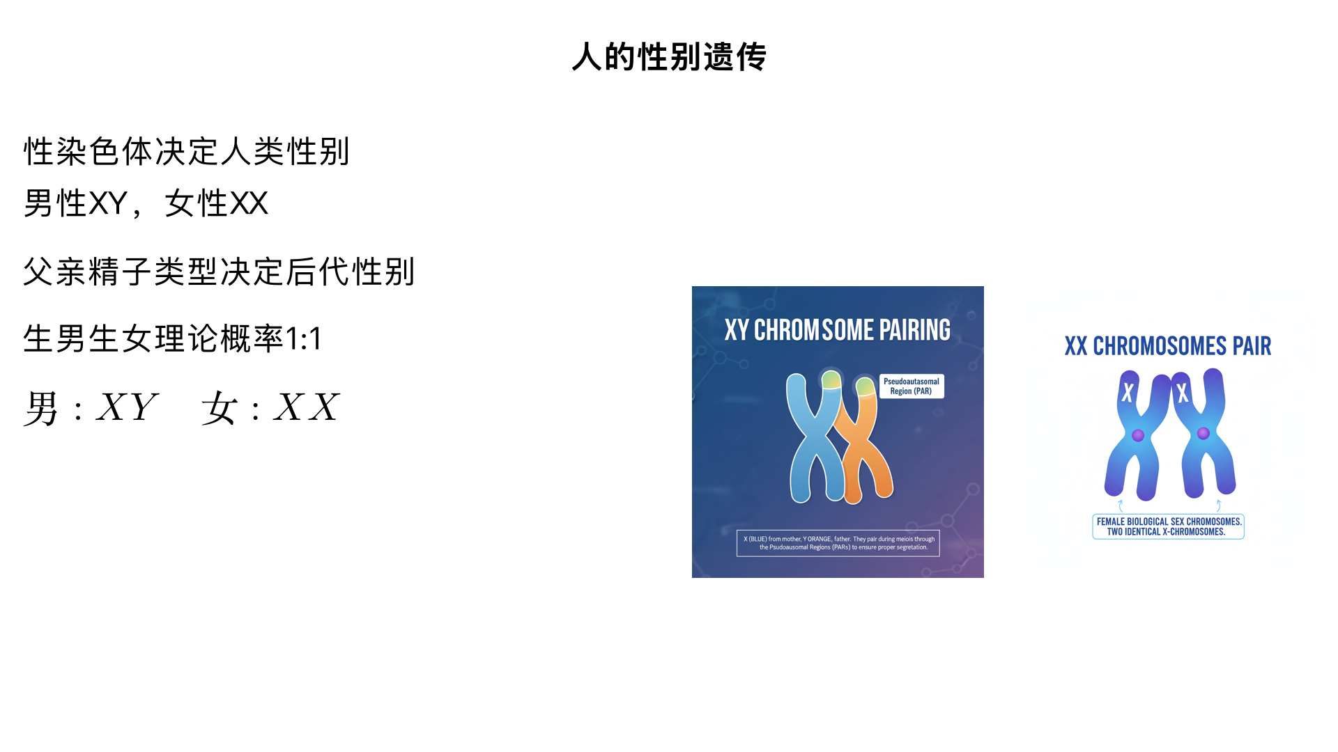 八年级生物 / 生物的遗传和变异 / 人的性别遗传
一、核心知识点框架
plaintext
人的性别遗传
├─ 1. 性别决定的染色体基础
│  ├─ 常染色体（22对，与性别无关）
│  └─ 性染色体（1对，决定性别）
│     ├─ 男性：XY（两条形态不同）
│     └─ 女性：XX（两条形态相同）
├─ 2. 生殖细胞的性染色体组成
│  ├─ 精子：两种类型（含X染色体 / 含Y染色体），比例1:1
│  └─ 卵细胞：只有一种类型（含X染色体）
├─ 3. 性别遗传的过程（受精作用）
│  ├─ 含X精子 + 卵细胞 → XX → 女性
│  ├─ 含Y精子 + 卵细胞 → XY → 男性
│  └─ 关键：后代性别由父亲的精子类型决定
├─ 4. 生男生女的概率
│  ├─ 理论概率：1:1（男女平等）
│  └─ 实际影响：不受人为控制，受随机受精影响
└─ 5. 性别遗传的社会意义
   ├─ 反对性别歧视（男女染色体组成差异是自然规律）
   └─ 遵守国家人口政策（禁止非医学需要的性别鉴定）
二、重点知识点详解
1. 染色体组成的关键区分
人体细胞染色体总数：23 对（46 条），其中 22 对是常染色体，1 对是性染色体。
男性体细胞：22 对常染色体 + XY 性染色体（记为 44+XY）
女性体细胞：22 对常染色体 + XX 性染色体（记为 44+XX）
易错点：性染色体是 “决定性别的染色体”，但不是 “唯一与性别相关的物质”，其核心作用是携带性别决定基因（如 Y 染色体上的 SRY 基因，启动男性生殖系统发育）。
2. 生殖细胞的形成与性染色体传递
减数分裂（生殖细胞形成过程）中，染色体数目减半：
男性产生精子时，22 对常染色体各分 1 条，性染色体 XY 分离，形成两种精子：
22 条常染色体 + X 染色体（X 精子）
22 条常染色体 + Y 染色体（Y 精子）
女性产生卵细胞时，22 对常染色体各分 1 条，性染色体 XX 分离，只形成一种卵细胞：22 条常染色体 + X 染色体（X 卵细胞）
结论：精子的性染色体类型是决定后代性别的唯一变量，卵细胞无性别决定差异。
3. 性别遗传过程图解（直观理解）
plaintext
父亲（44+XY）          母亲（44+XX）
   ↓减数分裂              ↓减数分裂
精子（22+X）或（22+Y）   卵细胞（22+X）
       ↓受精作用           ↓
如果是（22+X）+（22+X）→ 受精卵（44+XX）→ 女儿
如果是（22+Y）+（22+X）→ 受精卵（44+XY）→ 儿子
关键逻辑：每次受精时，X 精子和 Y 精子与卵细胞结合的概率均等（各 50%），因此生男生女的理论概率为 1:1。
4. 生男生女概率的常见误区纠正
误区说法	正确结论	科学依据
“生男生女由母亲决定”	由父亲的精子类型决定	母亲只能提供 X 卵细胞，父亲提供 X 或 Y 精子，精子类型决定受精卵性别
“二胎一定会和头胎性别相反”	无必然联系	每次受精都是独立随机事件，前一胎性别不影响后一胎概率
“吃某种食物能控制生男生女”	无法控制	性别由染色体决定，食物无法改变精子的性染色体组成
5. 社会意义与政策要求
性别平等的生物学基础：男女的性别差异是染色体自然组合的结果，无优劣之分。
法律与政策：我国禁止非医学需要的胎儿性别鉴定和性别选择性人工终止妊娠，违反者将承担法律责任（如《人口与计划生育法》规定）。