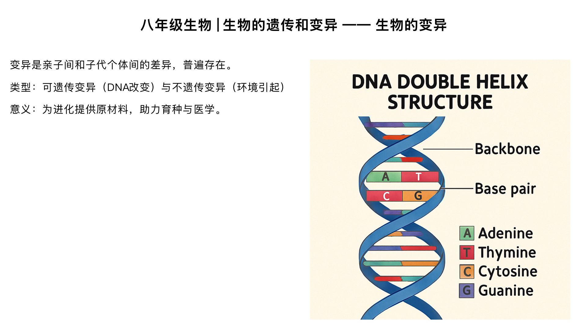 八年级生物 | 生物的遗传和变异 —— 生物的变异
一、核心知识点（教材同步结构化梳理）
（一）变异的概念
定义：亲子间和子代个体间的差异称为生物的变异（例：同一株苹果树结的果实大小、颜色不同；兄弟姐妹的身高、相貌不同）。
注意：变异是普遍存在的，所有生物都有变异现象（遗传是相对的，变异是绝对的）。
（二）变异的类型（重点考点）
分类依据	类型	本质原因	实例	能否遗传给后代
遗传物质是否改变	可遗传变异	遗传物质（DNA、基因）发生改变	1. 金鱼的不同花色；2. 镰刀型细胞贫血症；3. 玉米的白化苗；4. 太空椒（基因突变）	能（通过生殖细胞传递）
不遗传变异	遗传物质未改变，仅由环境因素引起	1. 同一农作物在肥沃和贫瘠土壤中长势不同；2. 晒黑的皮肤；3. 修剪后的树木形状改变	不能（仅影响当代，生殖细胞遗传物质未变）
对生物生存的影响	有利变异	有利于生物适应环境、生存和繁殖	1. 抗虫的农作物；2. 耐寒的小麦；3. 猎豹的快速奔跑能力	-
不利变异	不利于生物适应环境、生存和繁殖	1. 玉米的白化苗（无法进行光合作用）；2. 人类的先天性聋哑；3. 害虫的抗药性减弱	-
中性变异	对生物生存无明显利弊	1. 人的单眼皮和双眼皮；2. 豌豆的圆粒和皱粒（仅性状不同，不影响生存）	-
（三）变异的原因（难点解析）
可遗传变异的原因：
基因突变：基因结构发生改变（例：太空椒的培育，宇宙射线导致基因变异）；
基因重组：生物体在有性生殖过程中，控制不同性状的基因重新组合（例：杂交水稻的培育，父母性状组合产生子女的不同表现）；
染色体变异：染色体的数量或结构发生改变（例：唐氏综合征患者多一条 21 号染色体）。
不遗传变异的原因：
环境因素：温度、光照、水分、营养、化学物质等（例：北方的柑橘移栽到南方后果实更大，是温度和土壤影响）；
注意：环境因素只能影响性状表现，不能改变遗传物质。
（四）变异的意义（核心知识点）
对生物进化的意义：变异是生物进化的原材料，没有变异，生物就不能适应不断变化的环境，进化就无法发生（自然选择保留有利变异，淘汰不利变异）。
对人类的意义：
农业生产：培育优良品种（杂交水稻、抗虫棉、太空蔬菜等）；
医学：研究遗传病的发病机制，预防和治疗遗传病；
生物多样性：变异导致生物种类丰富，形成不同的物种和品种。
（五）人类利用变异的实例（联系实际应用）
杂交育种：利用基因重组，将不同品种的优良性状组合在一起（例：袁隆平的杂交水稻，高产 + 抗倒伏）；
诱变育种：利用基因突变，人工诱导遗传物质改变（例：太空椒、诱变育种的抗虫小麦，通过射线、化学物质诱导变异）；
选择育种：从自然变异中选择优良个体繁殖（例：古代人类驯化野生动物，选择温顺、高产的个体培育成家畜）；
基因工程育种：直接改造基因（例：抗虫棉，将细菌的抗虫基因转入棉花细胞）。
二、重难点突破（易错点 + 易混点）
（一）易错点 1：判断变异是否可遗传
关键技巧：看遗传物质是否改变，而非是否由环境引起（有些环境因素可能诱发遗传物质改变，属于可遗传变异）。
例：“同卵双胞胎，一个在城市生活，一个在农村生活，身高不同”—— 不遗传变异（遗传物质相同，环境导致）；
例：“同卵双胞胎中，一个患血友病，一个正常”—— 可遗传变异（遗传物质发生突变）。
（二）易错点 2：有利变异和不利变异的相对性
变异的 “有利” 或 “不利” 取决于环境：
例：浅色桦尺蛾在浅色树干上是有利变异（不易被天敌发现），但在工业污染后的深色树干上是不利变异；
例：抗除草剂的杂草对人类是不利变异，但对杂草自身是有利变异（能在除草剂环境中生存）。
（三）易混点：遗传、变异与进化的关系
遗传：保持物种的稳定性；
变异：为进化提供原材料；
自然选择：筛选出适应环境的有利变异，推动生物进化。
三、教材同步例题（基础 + 提升）
（一）基础题（对应教材课后习题）
下列属于可遗传变异的是（ ）A. 长期锻炼导致肌肉发达 B. 单眼皮经手术变成双眼皮C. 太空育种培育的 “太空椒” 个大味甜 D. 水肥充足导致小麦穗大粒满
答案：C（解析：A、B、D 均为环境因素引起，遗传物质未变；C 是基因突变导致，可遗传）
下列关于变异的说法，错误的是（ ）A. 变异是普遍存在的 B. 变异对生物都是有利的C. 可遗传变异能遗传给后代 D. 环境因素引起的变异不一定能遗传
答案：B（解析：变异有有利、不利、中性之分）
（二）提升题（中考题型）
袁隆平院士利用杂交技术培育出高产的杂交水稻，其原理是（ ）A. 基因突变 B. 基因重组 C. 染色体变异 D. 环境影响
答案：B（解析：杂交育种的核心是基因重组，将不同品种的优良基因组合）
阅读材料，回答问题：材料一：将普通甜椒的种子送入太空，在宇宙射线、微重力等环境因素作用下，种子的基因发生改变，培育出果实更大、维生素 C 含量更高的 “太空椒”。材料二：农田里的玉米，有的植株长得高，有的长得矮；有的穗大，有的穗小。农民会选择长得高、穗大的玉米留种，来年播种。（1）材料一中的 “太空椒” 变异属于______变异（填 “可遗传” 或 “不遗传”），原因是______。（2）材料二中，农民选择 “高秆、大穗” 玉米留种，利用了变异的______特性，该变异对玉米生存的意义是______。（3）上述两则材料说明，变异在生物进化和人类生产生活中的作用是______。
答案：
（1）可遗传；遗传物质发生改变（基因突变）；
（2）有利；有利于玉米获取阳光和养分，提高产量，适应环境；
（3）变异是生物进化的原材料，人类可利用变异培育优良品种。
四、课堂小结（思维导图框架）
plaintext
生物的变异
├─ 概念：亲子间、子代个体间的差异（普遍存在）
├─ 类型
│  ├─ 按遗传物质：可遗传变异（遗传物质改变）、不遗传变异（环境引起）
│  └─ 按生存影响：有利变异、不利变异、中性变异
├─ 原因
│  ├─ 可遗传：基因突变、基因重组、染色体变异
│  └─ 不遗传：环境因素（温度、营养等）
├─ 意义：生物进化的原材料；人类培育优良品种
└─ 应用：杂交育种、诱变育种、基因工程育种
五、课后练习（分层设计）
（一）基础巩固
下列现象中，属于不遗传变异的是（ ）
A. 番茄的红果和黄果 B. 家兔的白毛和黑毛
C. 经常晒太阳导致皮肤变黑 D. 豌豆的高茎和矮茎
可遗传变异的根本原因是（ ）
A. 环境改变 B. 遗传物质改变 C. 性状改变 D. 生存竞争
（二）能力提升
用射线处理萌发的种子使其发生基因突变，培育出新品种，该变异属于______变异，理由是______。如果将该新品种的种子种在贫瘠的土壤中，长势不好，该变异属于______变异，理由是______。
为什么说 “变异是生物进化的原材料”？结合自然选择的过程简要说明。
（三）拓展探究
查阅资料，了解 “抗虫棉” 的培育过程，分析其变异类型、原理及对农业生产的意义，撰写一段 200 字左右的说明。
六、教学 / 学习建议
学生学习：重点区分 “可遗传变异” 和 “不遗传变异”，通过实例记忆（如太空椒 vs 晒黑的皮肤），结合表格对比加深理解；关注变异在实际生活中的应用（如杂交水稻、太空蔬菜），联系生活实际降低记忆难度。
教师备课：可通过实验演示（如观察不同品种的花生果实大小差异）或视频（太空育种过程）直观展示变异现象；设计对比实验（如将同一植物的种子分别种在不同环境中），让学生亲身感受环境对变异的影响。
中考备考：该知识点常以选择题、材料分析题形式考查，核心考点是变异类型的判断、变异原因及应用，需重点练习 “根据实例判断变异类型” 的题型，掌握关键判断依据（遗传物质是否改变）。 