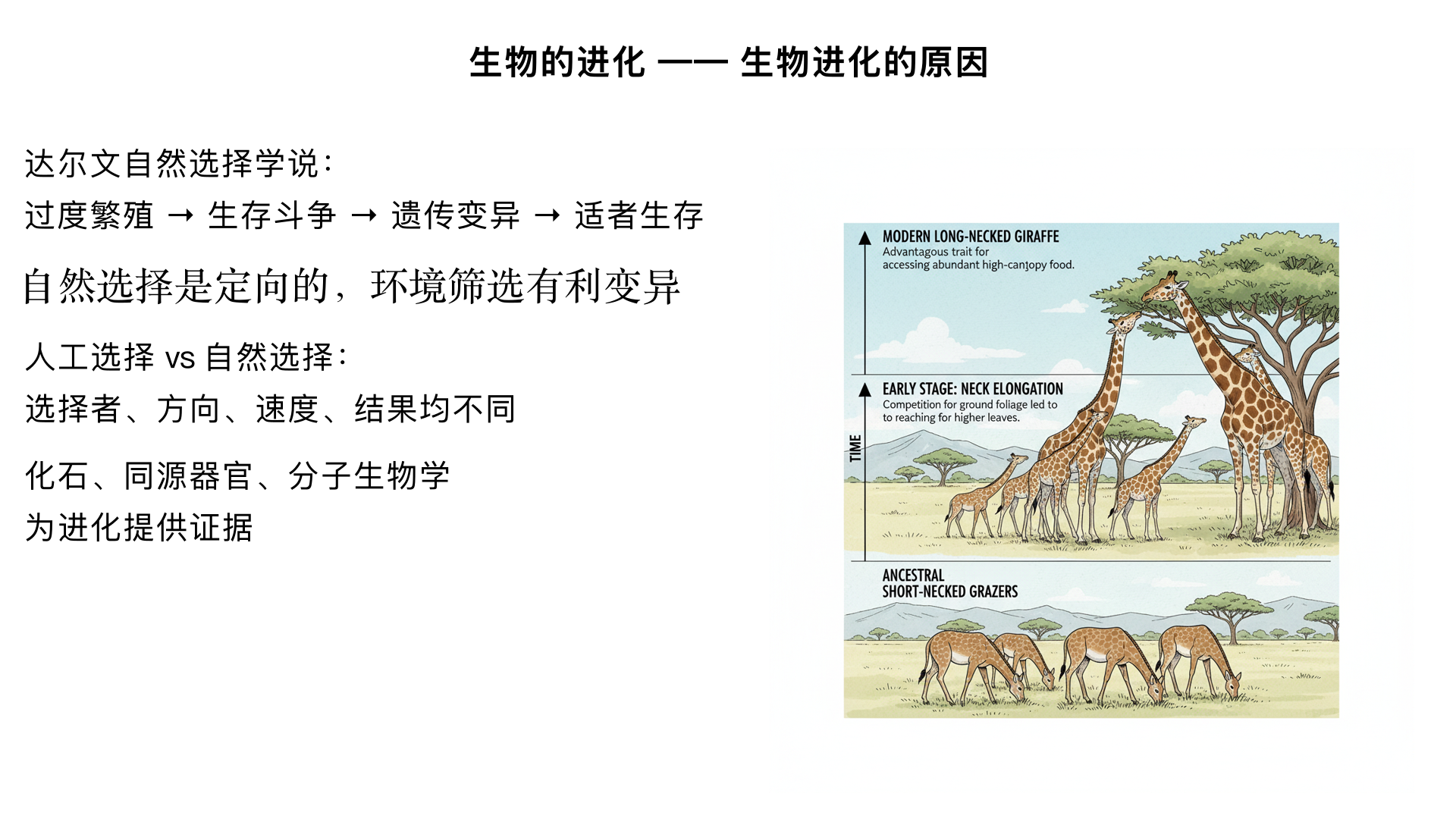 八年级生物 | 生物的进化 —— 生物进化的原因
一、学习目标
理解达尔文自然选择学说的核心内容（重点）；
区分自然选择与人工选择的异同（难点）；
运用自然选择学说解释生物进化的实例（应用）；
了解生物进化的其他证据支持。
二、核心知识点梳理
（一）达尔文的自然选择学说（最核心理论）
1. 提出背景
达尔文环球航行（如加拉帕戈斯群岛的地雀），观察不同环境下生物的适应性特征，结合人工育种经验，提出自然选择学说。
核心观点：生物进化的根本原因是自然选择。
2. 四大核心内容（记关键词 + 实例）
核心内容	概念解释	典型实例（长颈鹿的进化）
过度繁殖	生物具有很强的繁殖能力，产生大量后代（超过环境承载力）	长颈鹿后代数量远多于能存活的个体
生存斗争	生物与环境（食物、空间、天敌等）或生物与生物之间的竞争	长颈鹿争夺有限的树叶，弱小个体难以获取食物
遗传变异	生物后代存在遗传（性状稳定传递）和变异（性状差异），且变异是不定向的	长颈鹿的颈长有长有短，且颈长可遗传
适者生存	具有有利变异（适应环境）的个体存活并繁殖，不利变异个体被淘汰	颈长的长颈鹿能吃到高处树叶，存活并繁殖；颈短的被淘汰，有利变异逐渐积累
3. 进化的本质
自然选择是定向的（环境决定哪些变异是有利的），通过一代代的选择，有利变异逐渐积累，种群的性状逐渐向适应环境的方向进化，最终形成新的物种或适应性特征。
（二）人工选择（与自然选择对比）
1. 概念
人类根据需求和喜好，对生物的变异进行定向选择，培育出符合人类需求的新品种。
2. 实例
农作物：野生水稻→高产水稻、普通小麦→抗倒伏小麦；
家禽家畜：野生原鸡→家鸡（产蛋多）、野生野猪→家猪（肉质好）；
宠物：不同品种的狗（京巴、泰迪等，由狼驯化而来）。
3. 与自然选择的异同
对比维度	自然选择	人工选择
选择者	自然界（环境、天敌等）	人类
选择方向	适应环境（生存和繁殖）	满足人类需求（如高产、美观）
速度	缓慢（需要漫长时间）	快速（几代到几十代即可培育新品种）
结果	形成适应自然环境的生物类型	形成符合人类需求的新品种
联系	都以生物的遗传变异为基础（变异是选择的原材料）	
（三）生物进化的其他证据（支持自然选择学说）
1. 化石证据（最直接证据）
概念：保存在地层中的古代生物的遗体、遗物或生活痕迹（如恐龙化石、始祖鸟化石）。
规律：地层越古老，化石生物越简单、低等；地层越年轻，化石生物越复杂、高等（证明生物是由低等到高等进化的）。
关键化石：始祖鸟化石（兼具爬行动物 <牙齿、尾椎> 和鸟类 < 羽毛、翼 > 特征，证明鸟类由爬行动物进化而来）。
2. 比较解剖学证据
同源器官：不同生物的某些器官结构相似、起源相同，但功能不同（如人的手臂、蝙蝠的翼、鲸的鳍、鸟的翼，都由相同的骨骼结构演化而来，证明它们有共同祖先）。
3. 分子生物学证据
亲缘关系越近的生物，细胞内的 DNA、蛋白质（如细胞色素 C）的氨基酸序列相似度越高（如人和黑猩猩的细胞色素 C 差异最小，证明亲缘关系最近）。
（四）常见易错点辨析
误区 1：“生物主动适应环境而发生变异”→ 错误！
正确：变异是不定向的（生物不能主动控制变异方向），环境只是 “筛选” 有利变异，而非诱导变异产生。
误区 2：“自然选择淘汰的是个体，进化的是种群”→ 正确！
解释：单个个体的性状无法改变种群的基因频率，只有种群中有利变异的基因积累，才会导致种群进化。
误区 3：“人工选择的生物一定比自然生物更适应环境”→ 错误！
例：宠物狗（如吉娃娃）在自然环境中难以存活，人工选择的品种只适应人类提供的环境。
三、经典例题解析（教材同步难度）
例题 1：用自然选择学说解释 “桦尺蛾的体色进化”
背景：英国工业革命前，桦尺蛾多为浅色（与树干颜色一致），深色个体少；工业革命后，树干被煤烟熏黑，深色桦尺蛾增多，浅色减少。
解析：
桦尺蛾存在浅色和深色的变异（不定向变异）；
工业革命前，浅色体色是有利变异（躲避天敌，不易被发现），深色是不利变异，被淘汰；
工业革命后，环境变化（树干变黑），深色体色成为有利变异（伪装自己），浅色个体易被天敌捕食，逐渐被淘汰；
自然选择定向筛选，深色基因积累，种群体色逐渐向深色进化。
例题 2：下列关于自然选择和人工选择的说法，错误的是（ ）
A. 两者都以生物的遗传变异为基础B. 自然选择的速度比人工选择慢C. 人工选择的结果是生物适应自然环境D. 自然选择的选择者是自然界
答案：C（人工选择的结果是适应人类需求，而非自然环境）
四、知识总结（思维导图框架）
plaintext
生物进化的原因
├─ 核心理论：达尔文自然选择学说
│  ├─ 四大内容：过度繁殖→生存斗争→遗传变异→适者生存
│  ├─ 本质：定向选择有利变异，种群逐渐进化
│  └─ 实例：长颈鹿颈长、桦尺蛾体色
├─ 对比：人工选择
│  ├─ 概念：人类定向选择，培育新品种
│  ├─ 实例：农作物、家禽家畜驯化
│  └─ 与自然选择的异同
├─ 进化证据（支持理论）
│  ├─ 直接证据：化石（始祖鸟、地层分布）
│  ├─ 间接证据：同源器官、分子生物学
└─ 易错点：变异不定向、进化的是种群、人工选择的适应对象
五、拓展应用（衔接中考）
中考常考题型：用自然选择学说解释具体实例（如细菌抗药性的产生：细菌变异产生抗药基因，抗生素选择抗药个体，导致抗药性细菌增多）；
实践思考：为什么滥用抗生素会导致 “超级细菌” 出现？（提示：抗生素相当于 “自然选择” 中的环境，筛选出抗药变异的细菌，长期滥用会加速抗药基因的积累）。